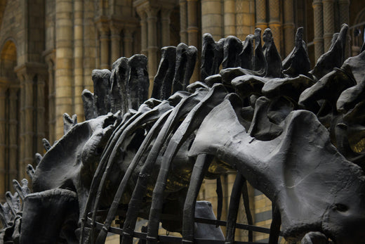 Unearthing Ancient Energy: Exploring Fossils and Their Powerful Mineral Transformations
