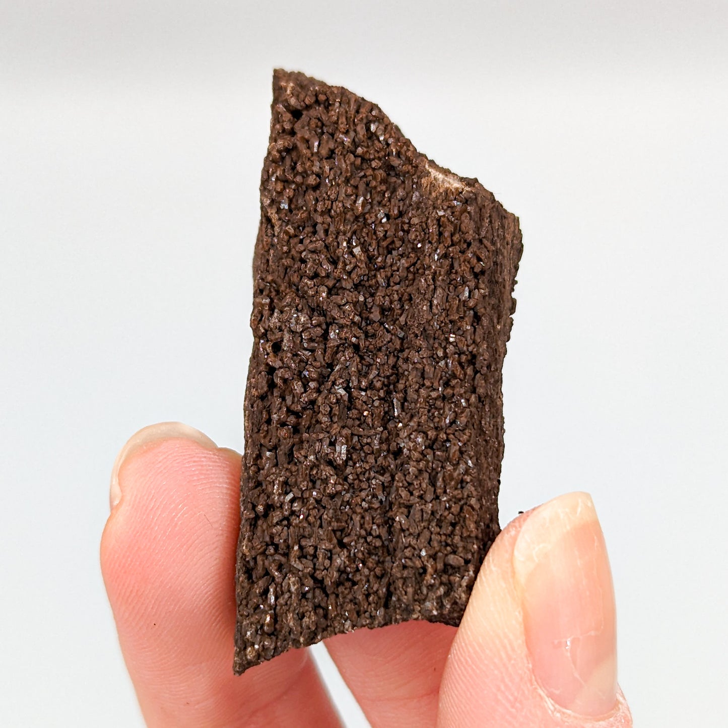 Perimineralized Fossil Wood with Quartz (Large)