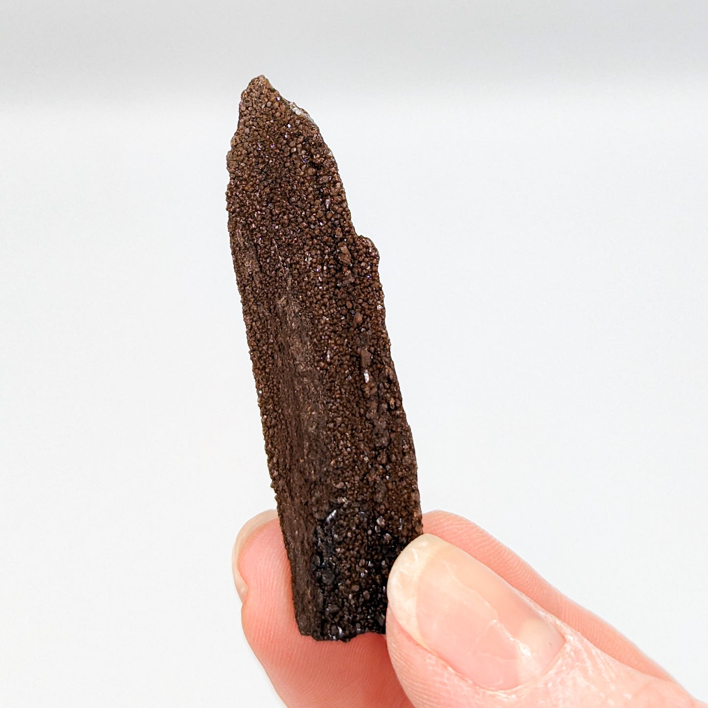 Perimineralized Fossil Wood with Quartz (Large)