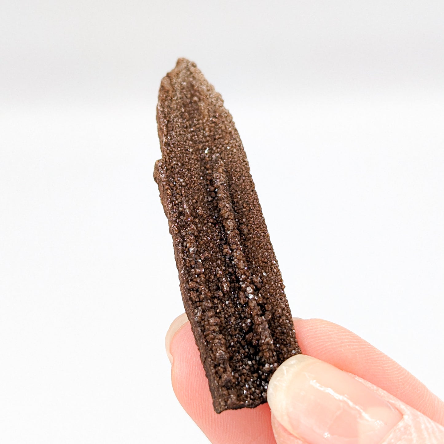 Perimineralized Fossil Wood with Quartz (Large)