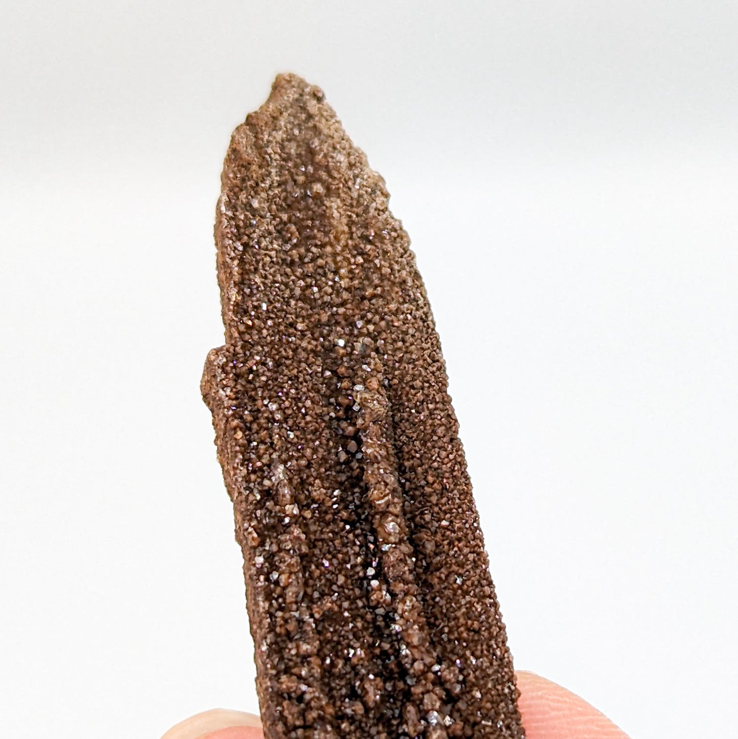Perimineralized Fossil Wood with Quartz (Large)