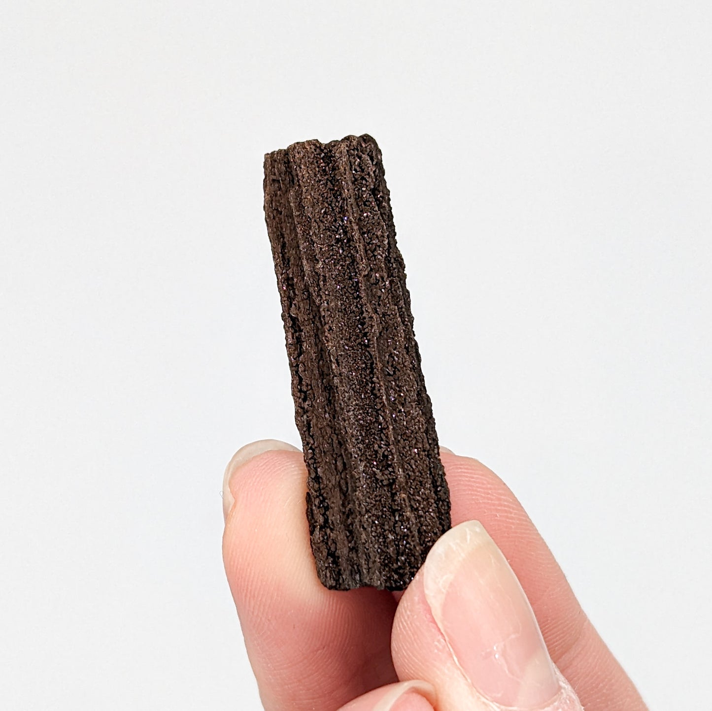 Perimineralized Fossil Wood with Quartz (Medium)