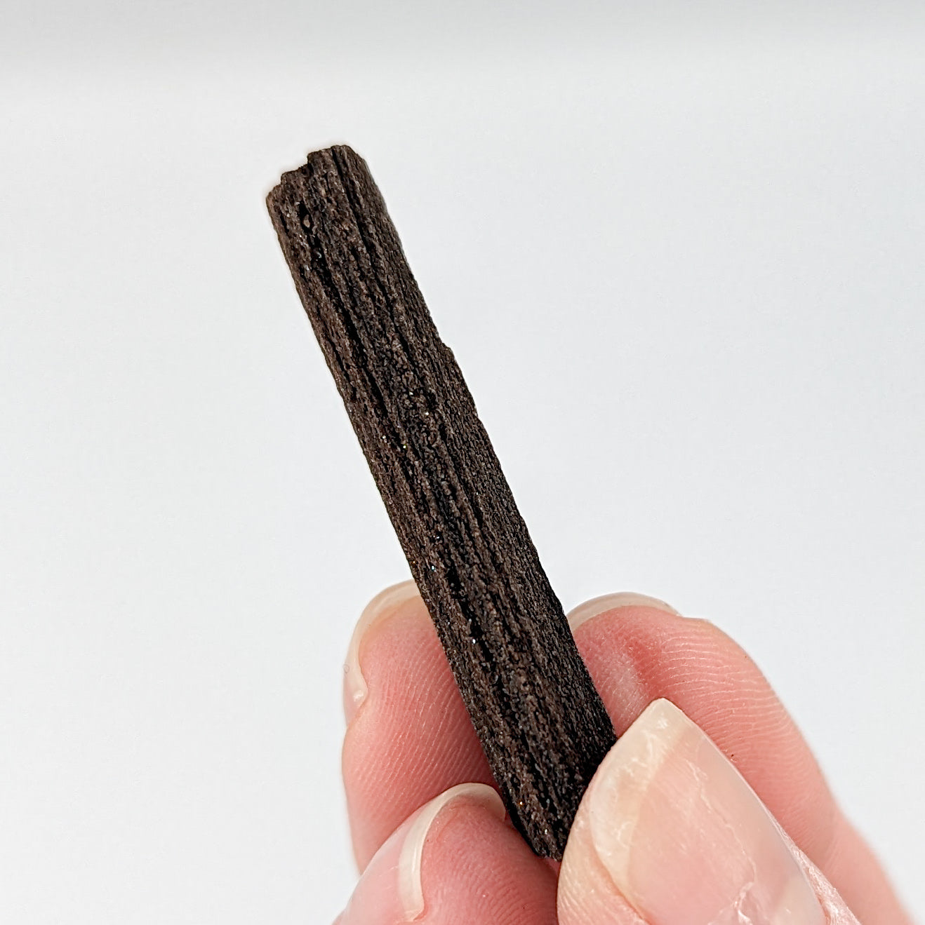 Perimineralized Fossil Wood with Quartz (Medium)