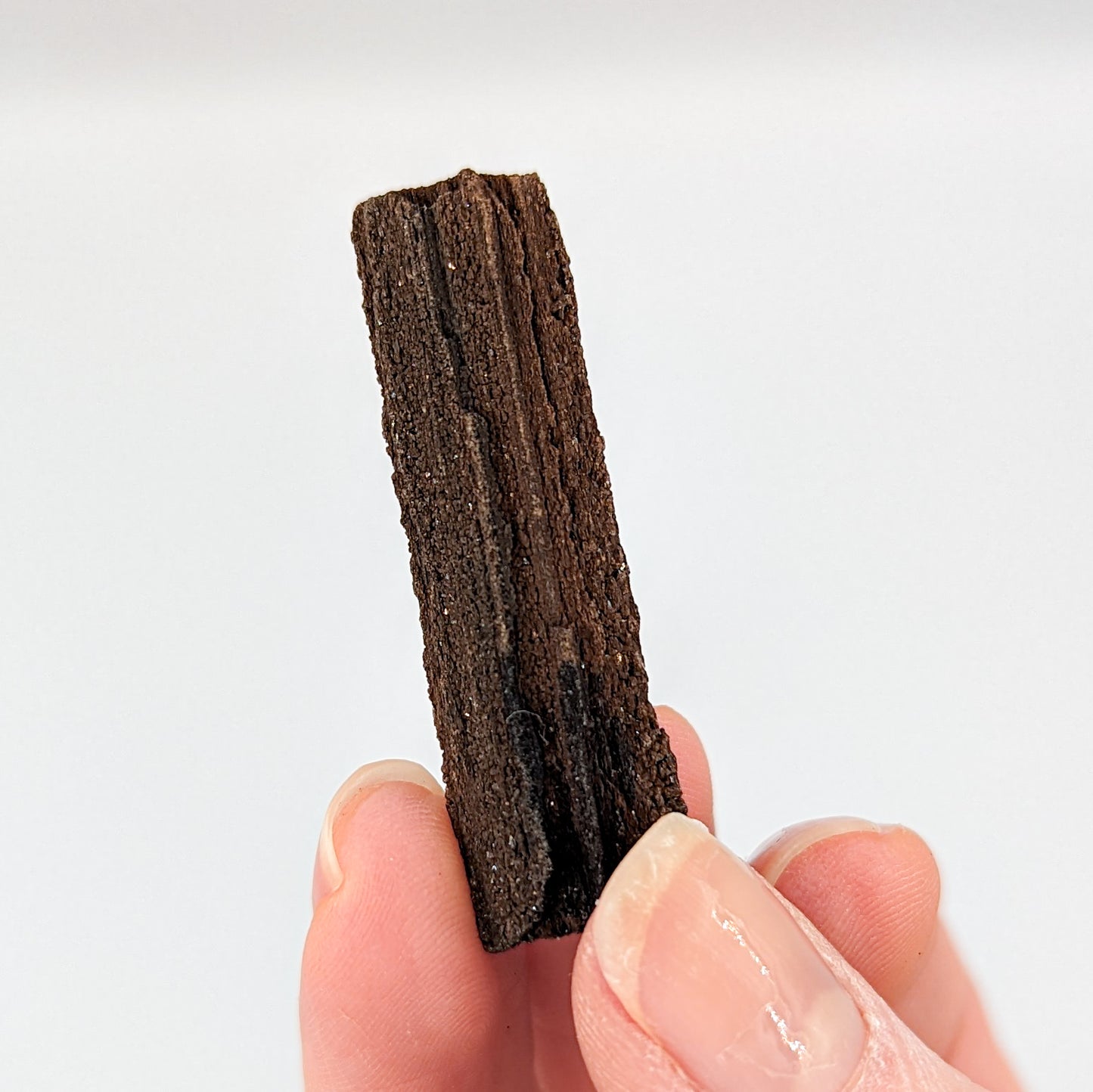Perimineralized Fossil Wood with Quartz (Medium)