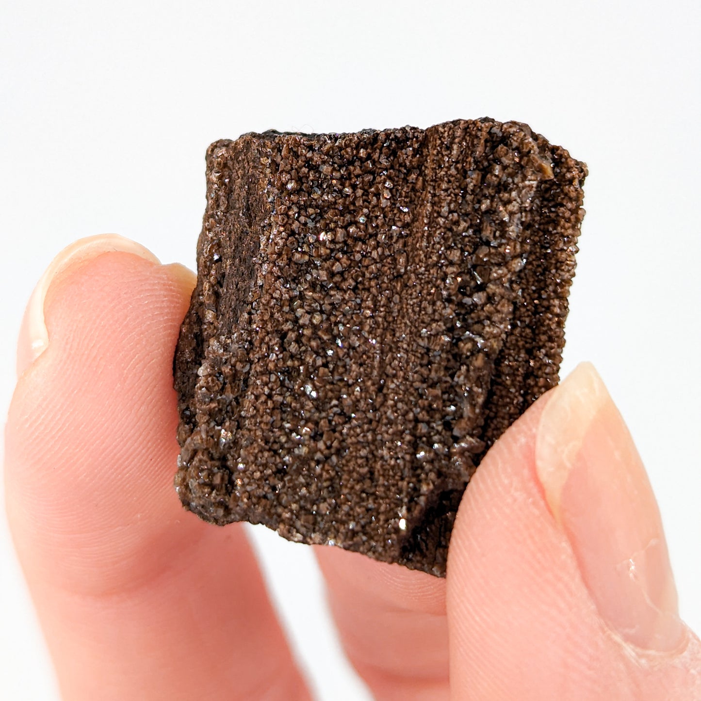 Perimineralized Fossil Wood with Quartz (Medium)