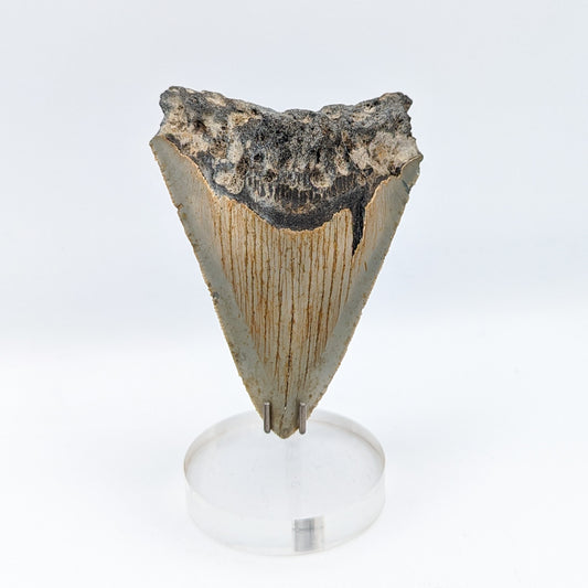 Megalodon Tooth Fossil A