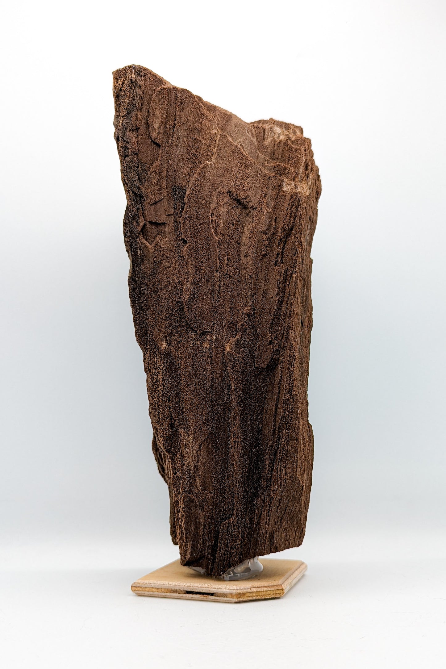 Perimineralized Fossil Wood with Quartz A