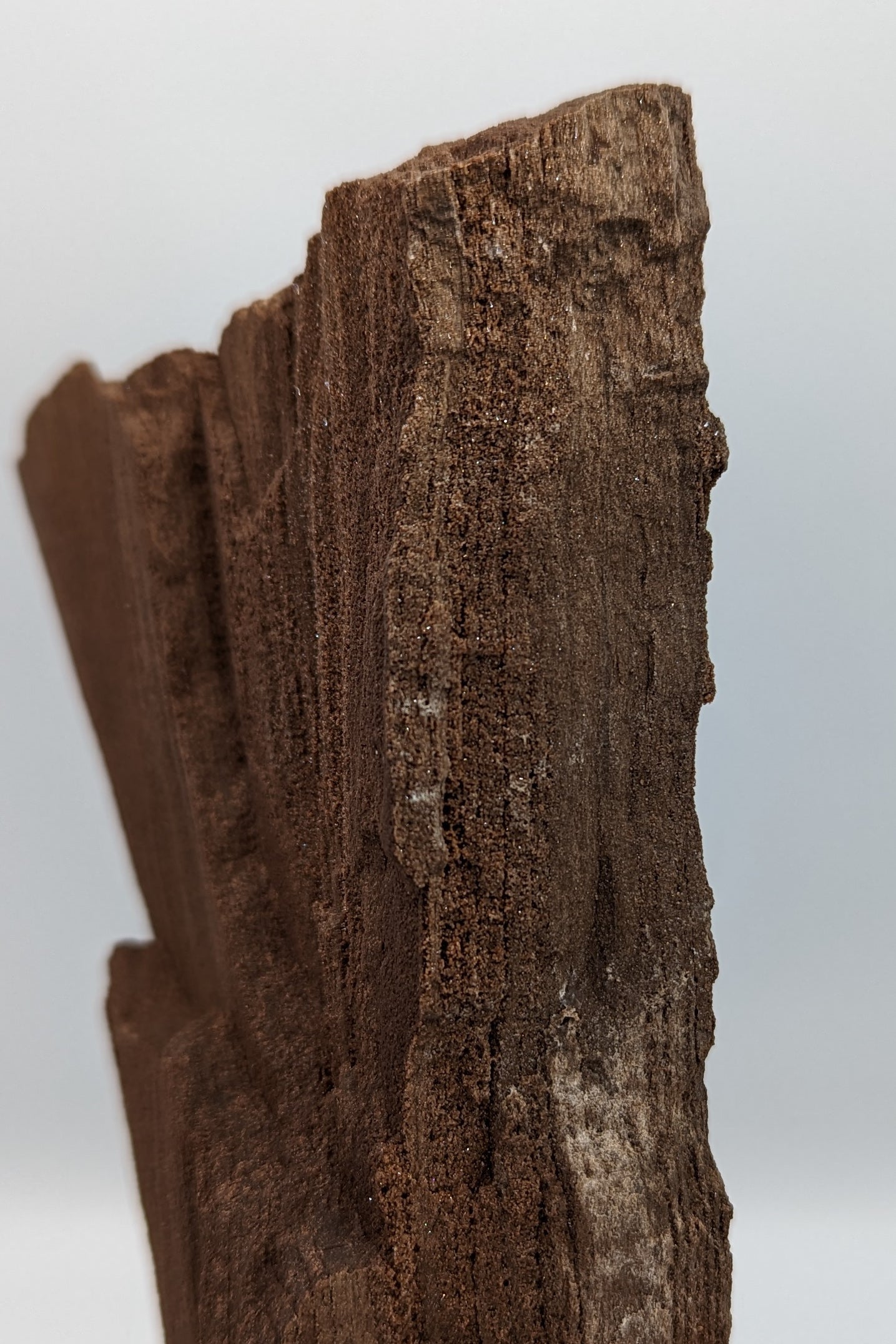Perimineralized Fossil Wood with Quartz A