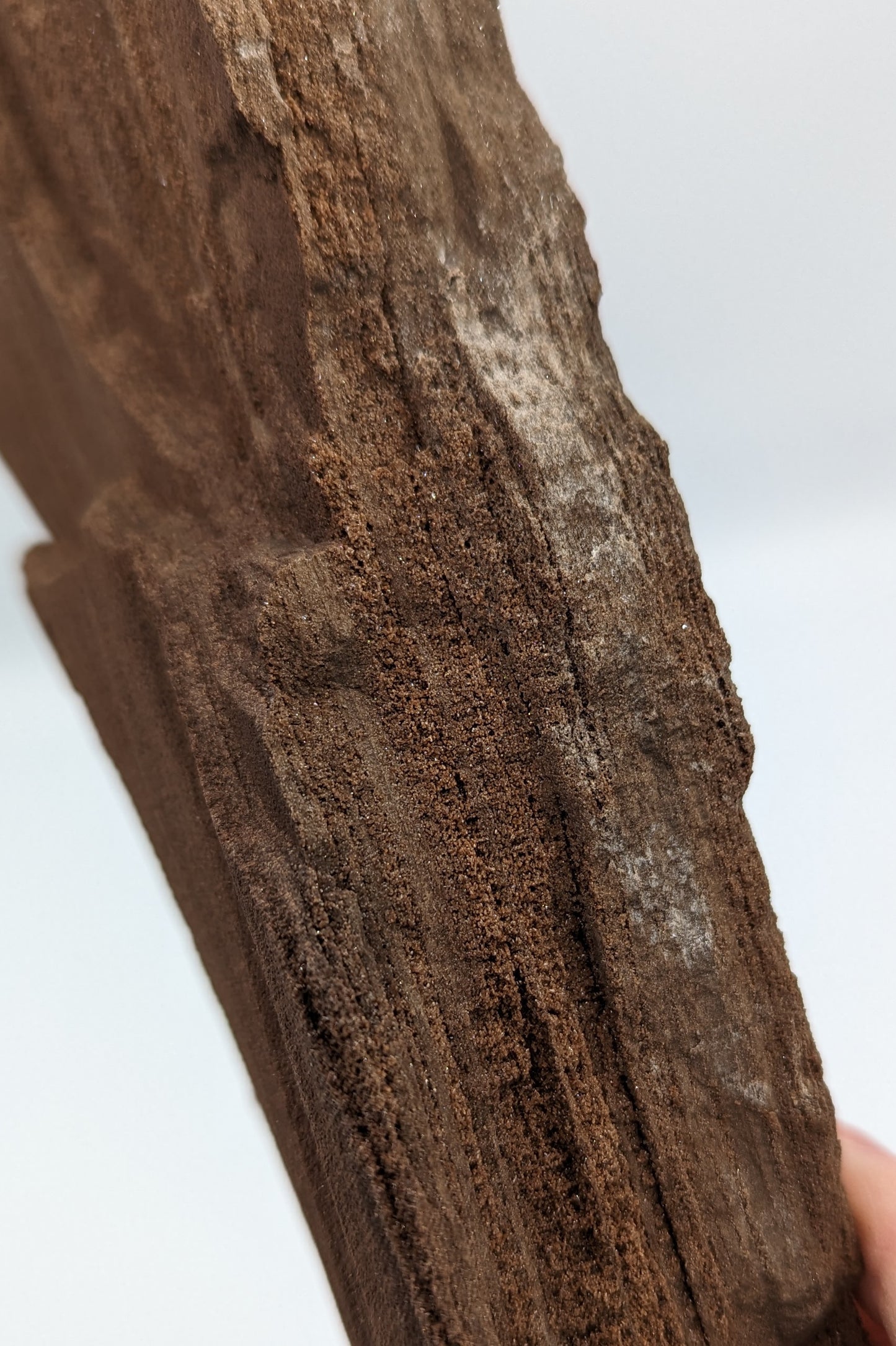 Perimineralized Fossil Wood with Quartz A