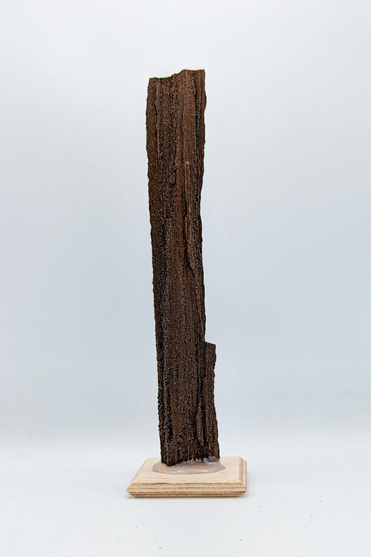 Perimineralized Fossil Wood with Quartz G