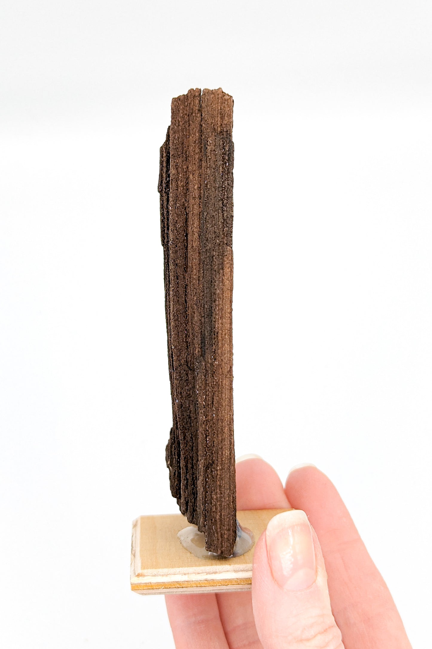 Perimineralized Fossil Wood with Quartz C