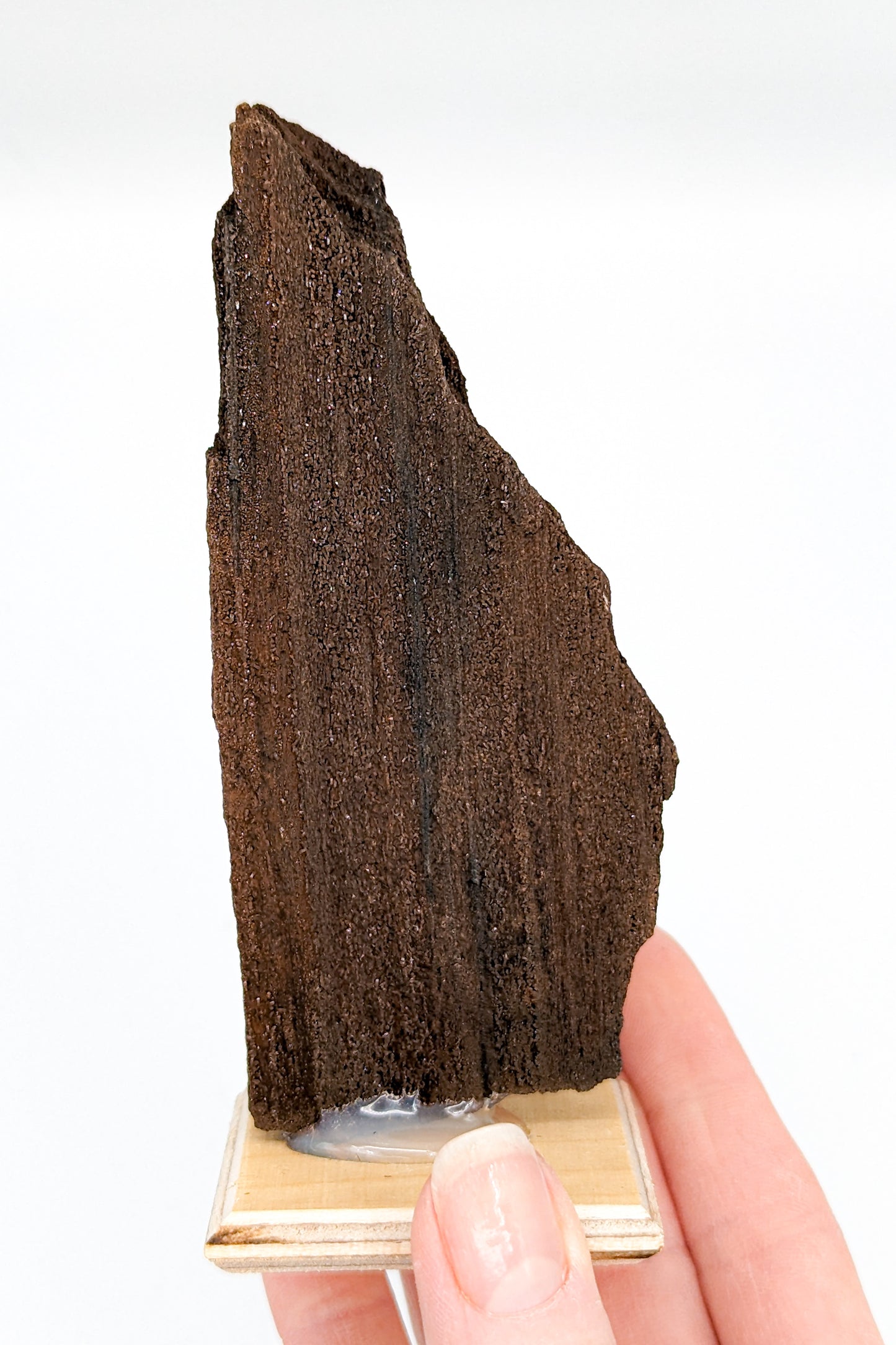 Perimineralized Fossil Wood with Quartz C
