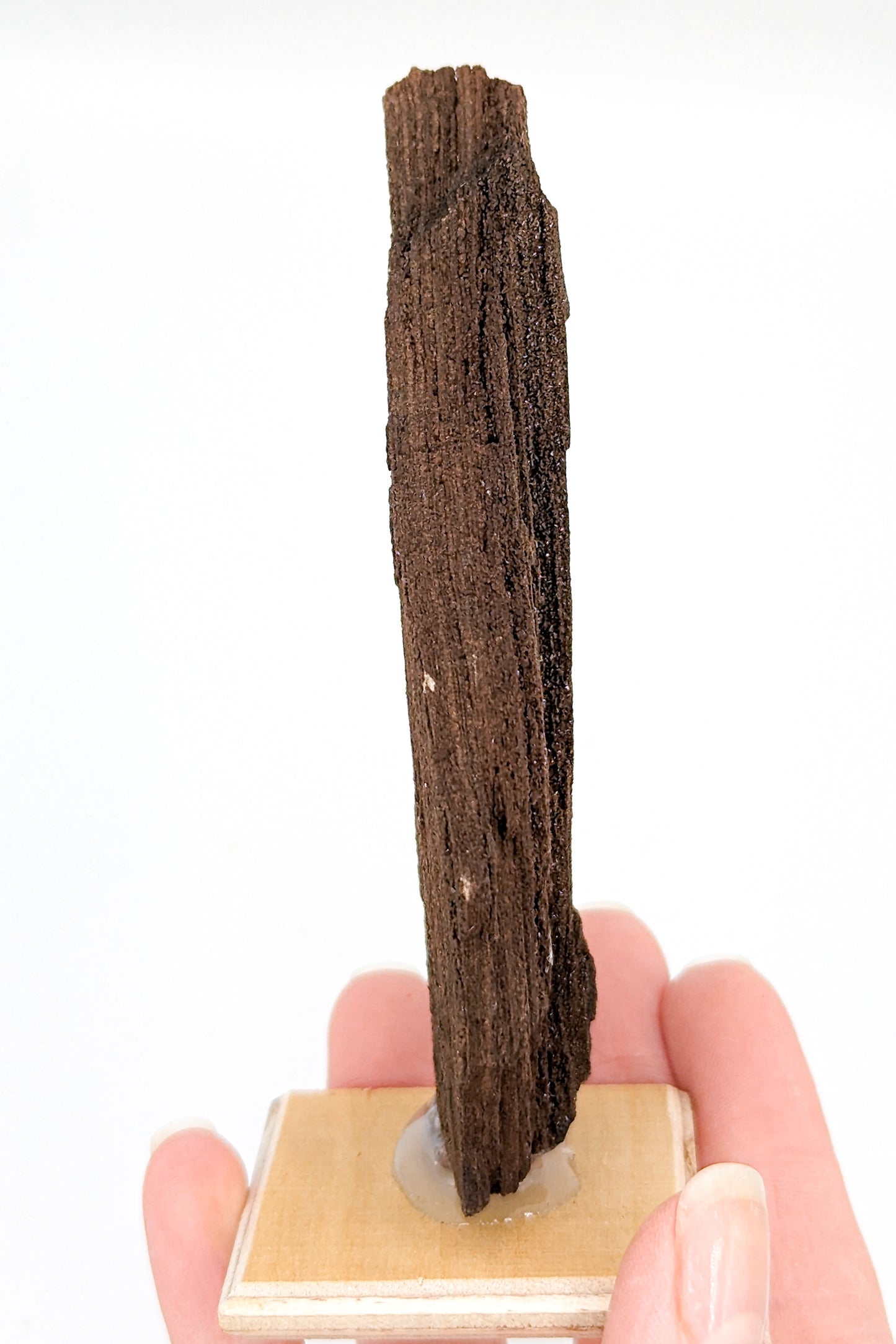 Perimineralized Fossil Wood with Quartz C