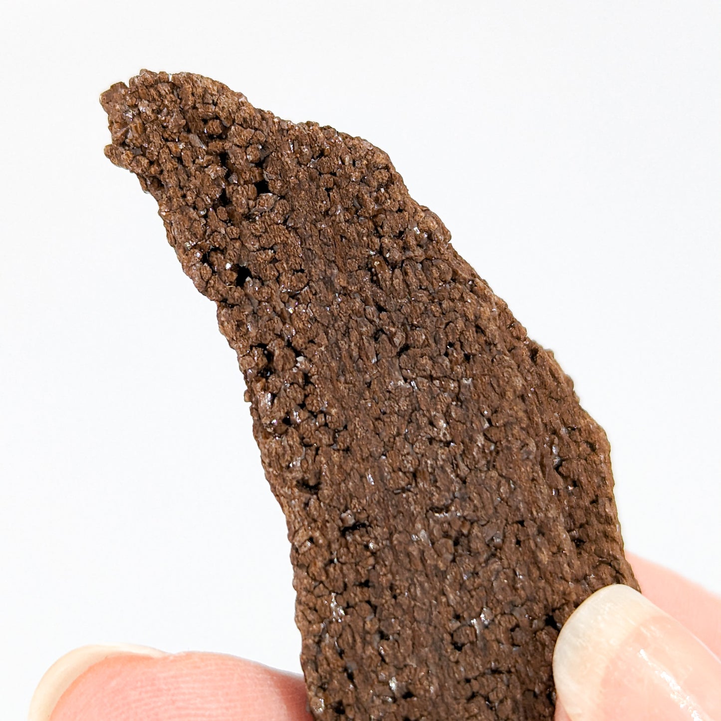 Perimineralized Fossil Wood with Quartz I