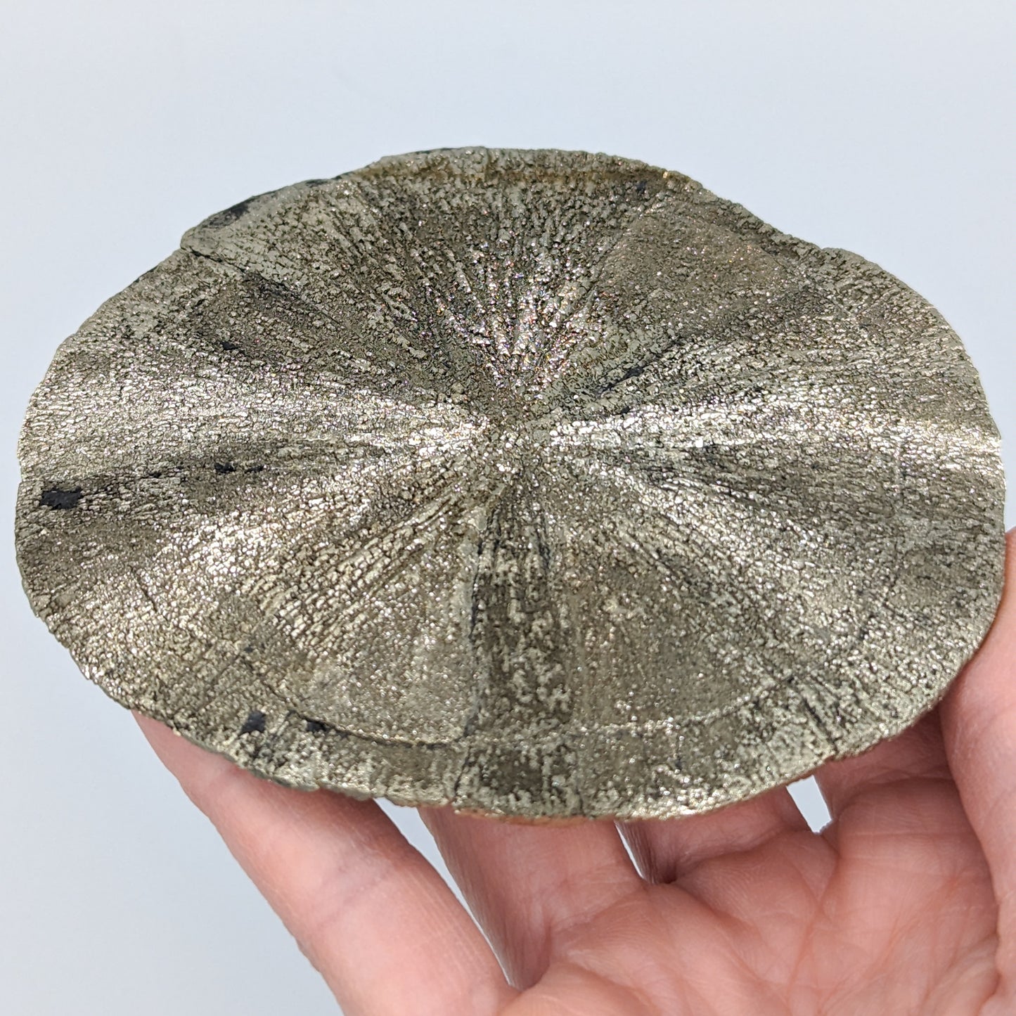 Pyrite Sun C