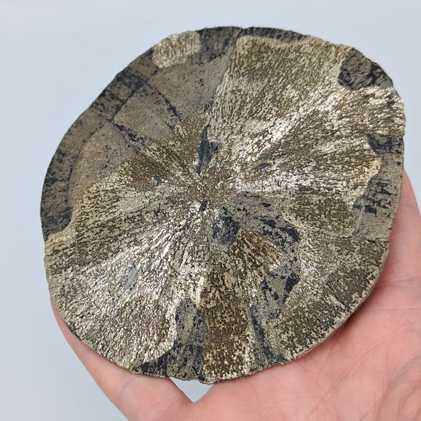Pyrite Sun E