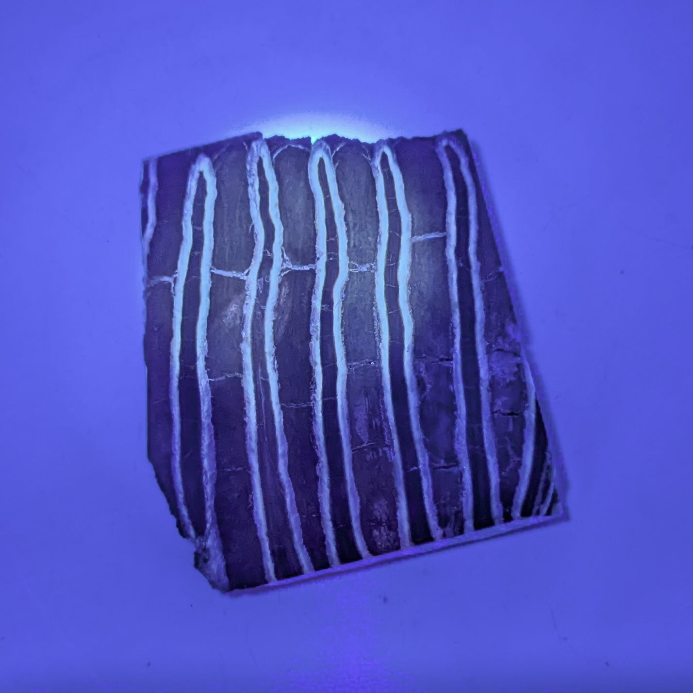 Mammoth Tooth Fossil Slice A