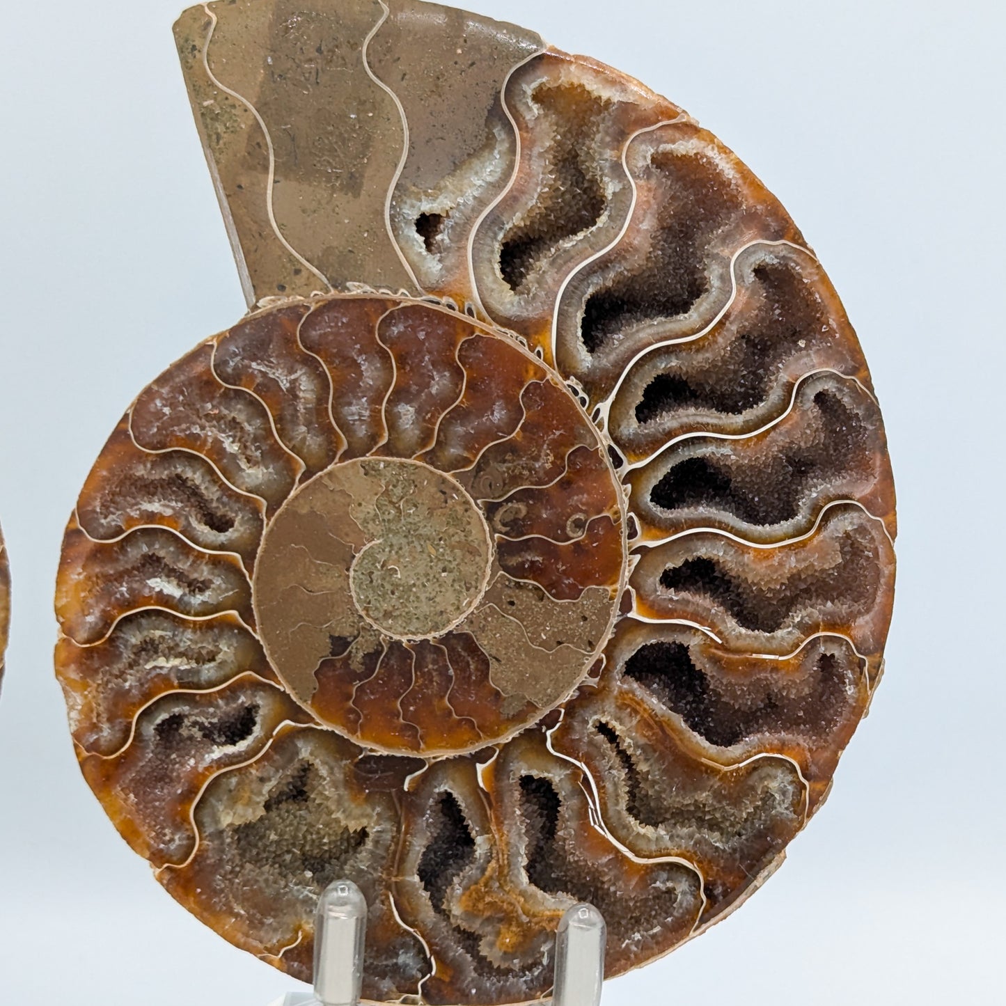 Ammonite Fossil Pair D