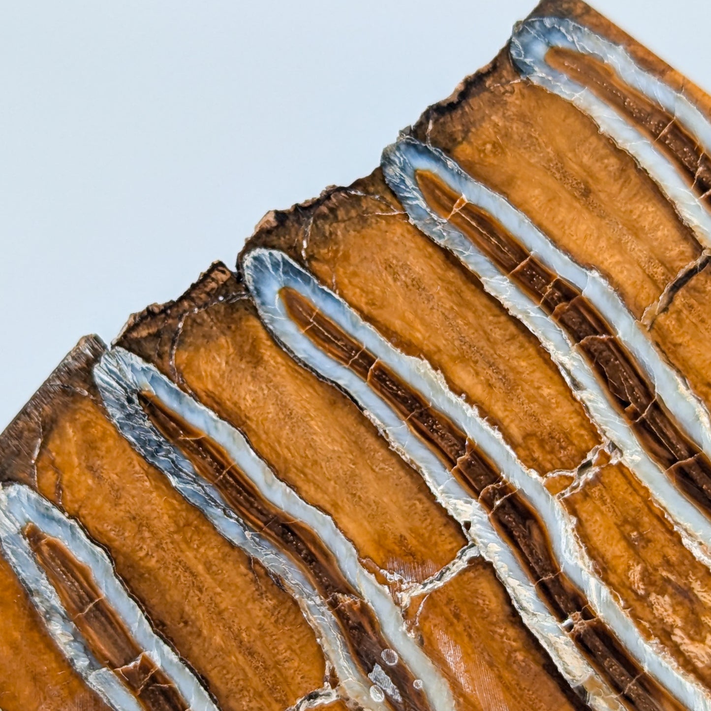 Mammoth Tooth Fossil Slice A