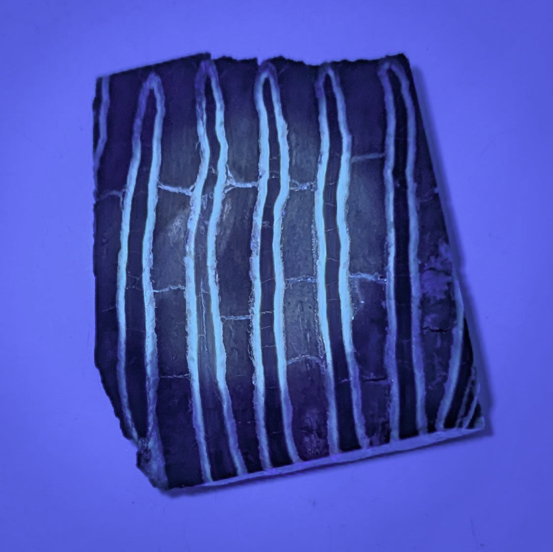 Mammoth Tooth Fossil Slice A