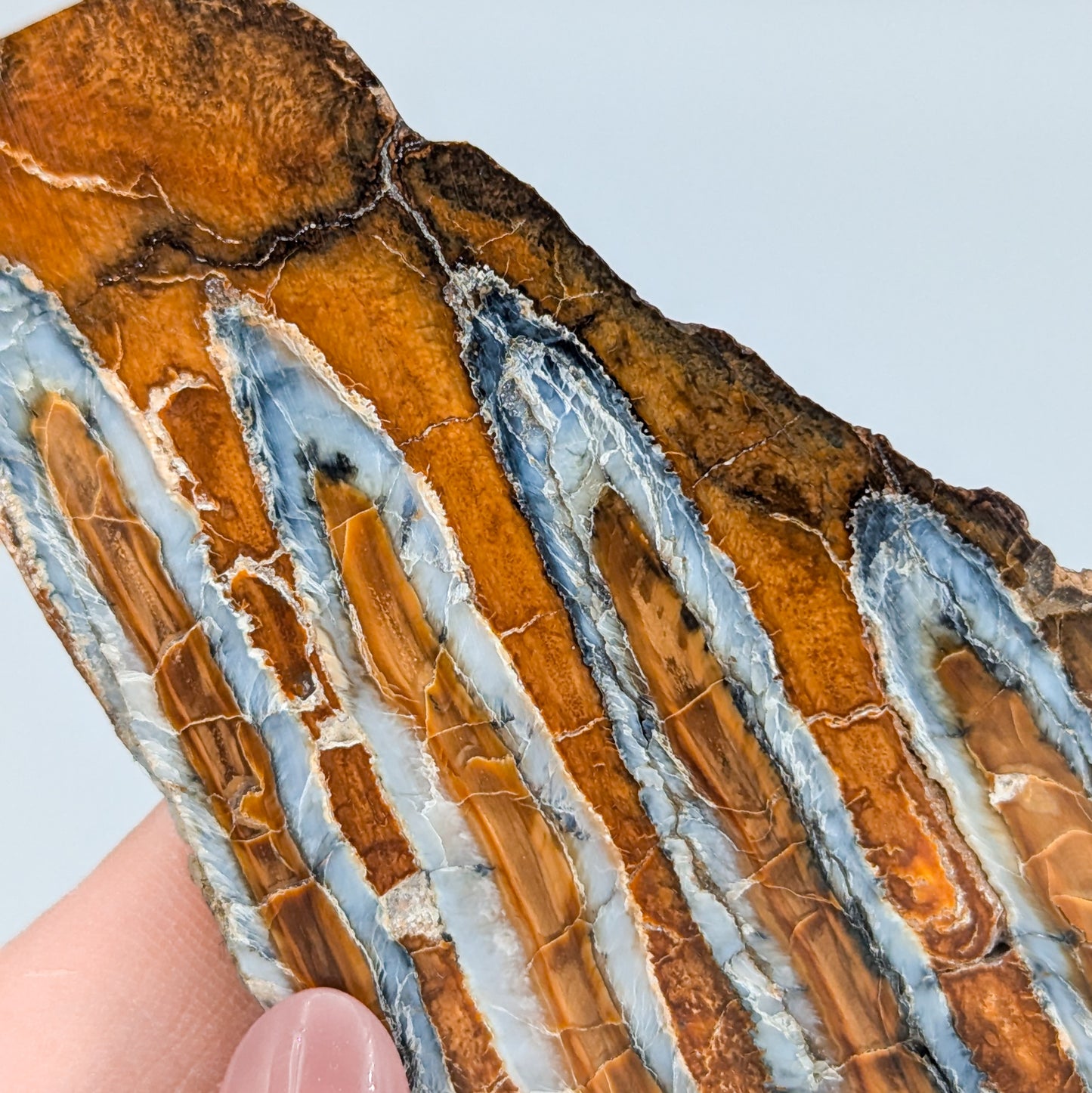 Mammoth Tooth Fossil Slice B