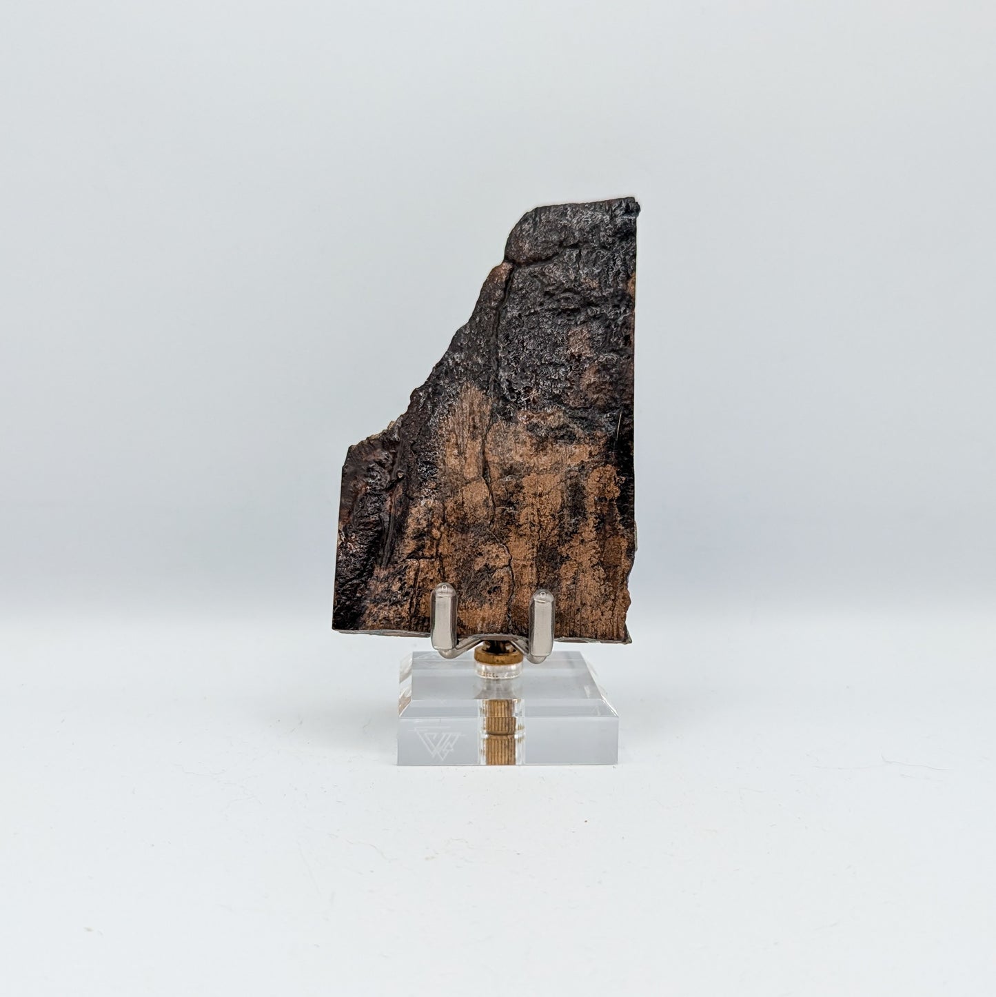 Mammoth Tooth Fossil Slice B