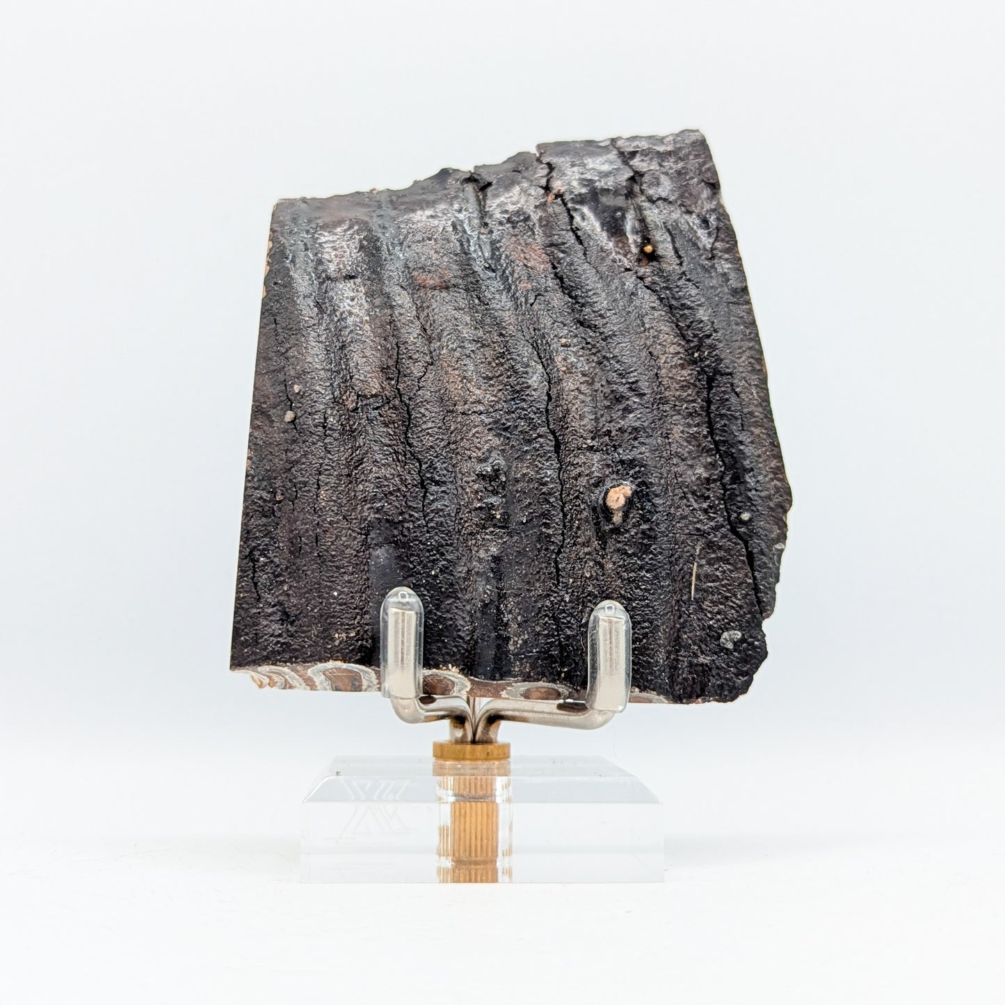 Mammoth Tooth Fossil Slice A