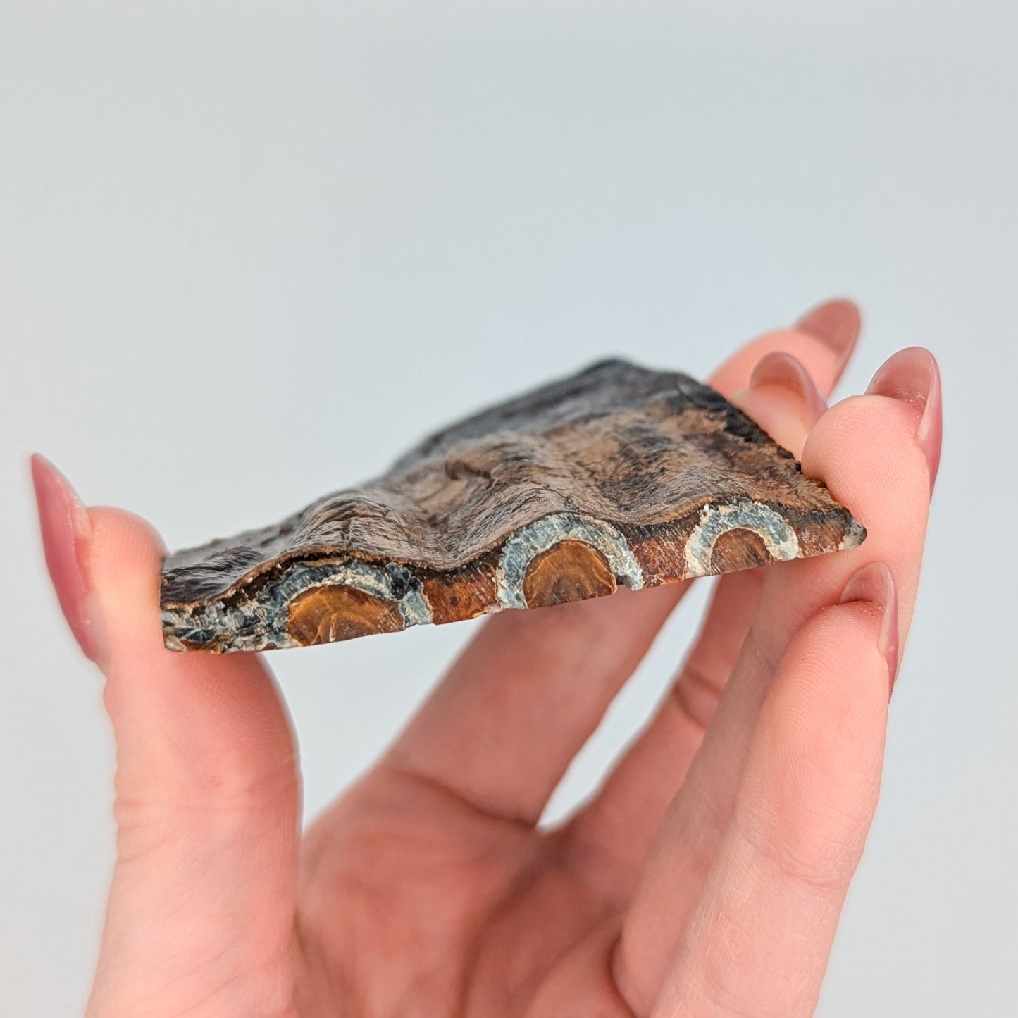 Mammoth Tooth Fossil Slice B