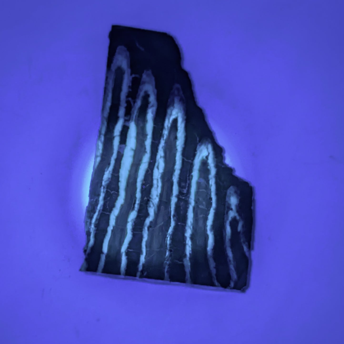 Mammoth Tooth Fossil Slice B