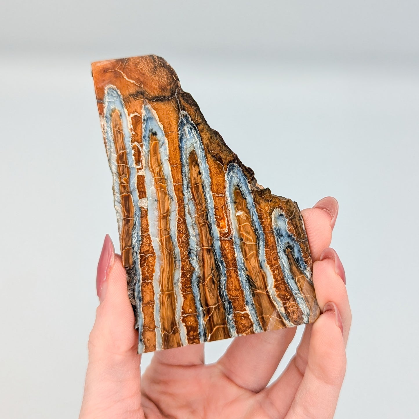 Mammoth Tooth Fossil Slice B