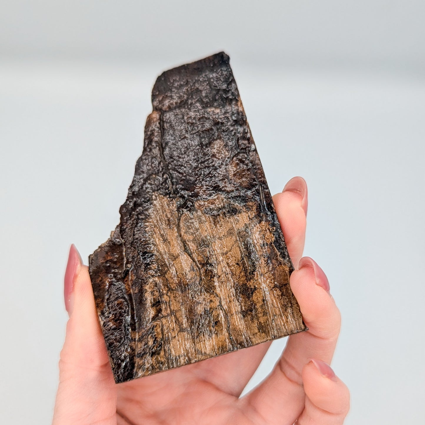 Mammoth Tooth Fossil Slice B