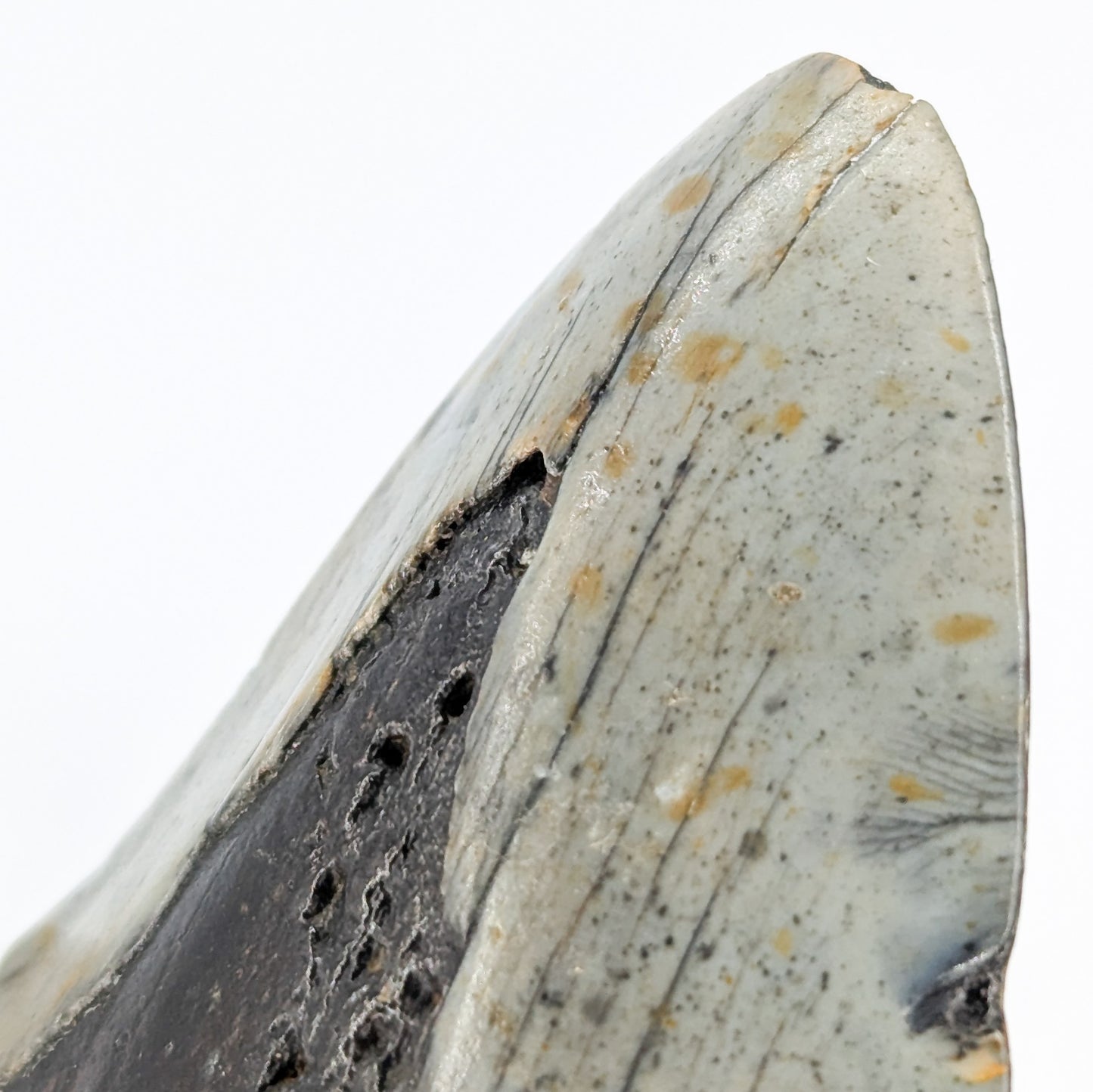 Megalodon Tooth Fossil F