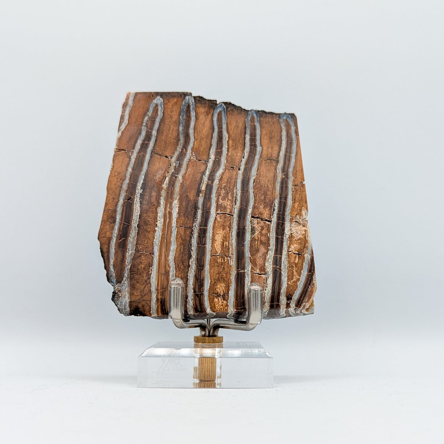 Mammoth Tooth Fossil Slice A