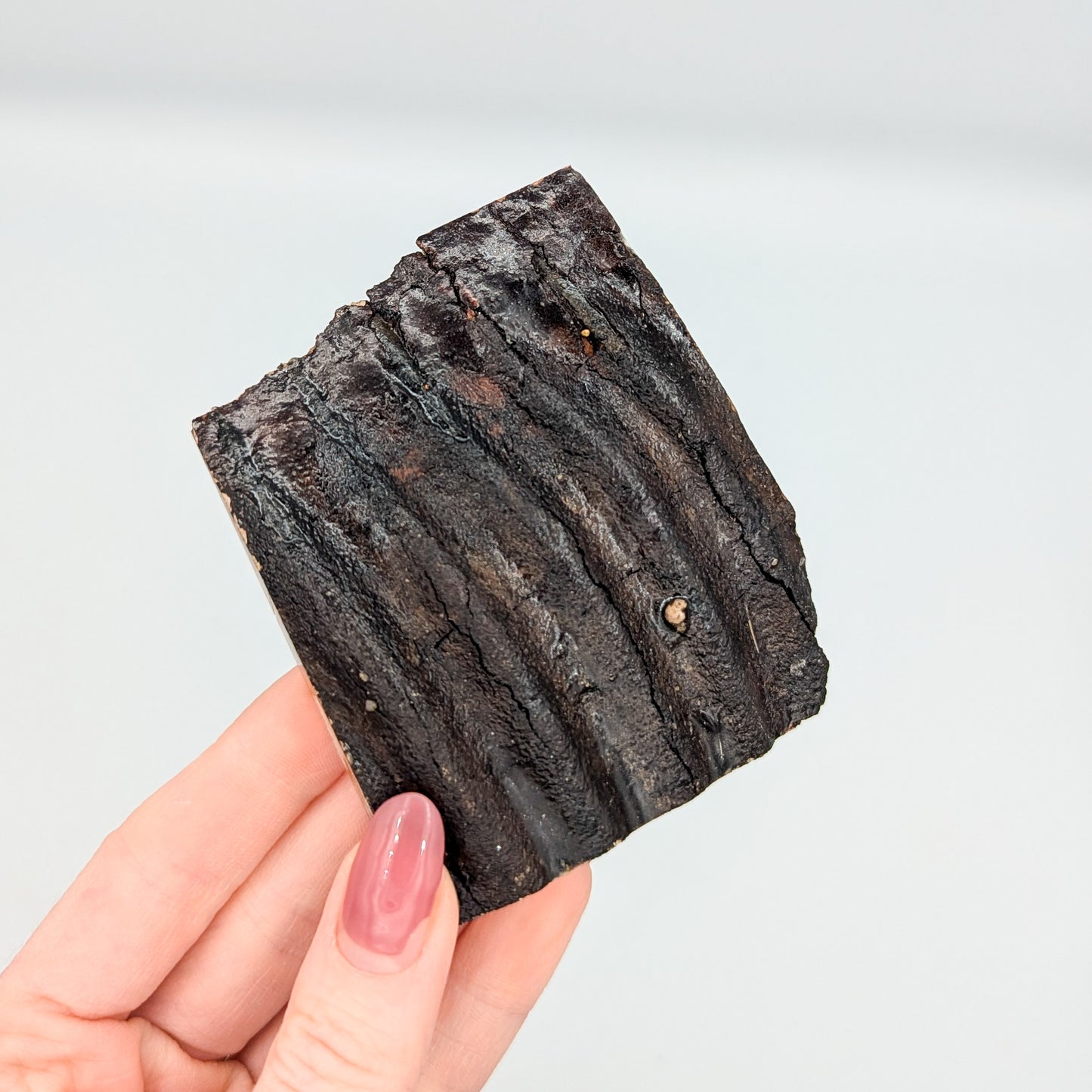 Mammoth Tooth Fossil Slice A