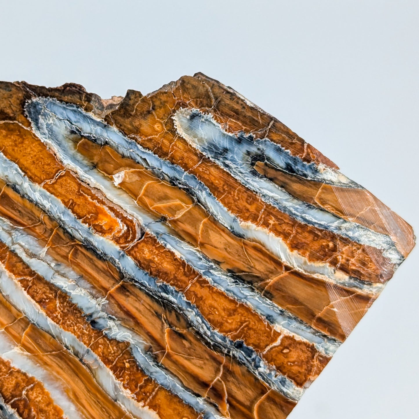 Mammoth Tooth Fossil Slice B