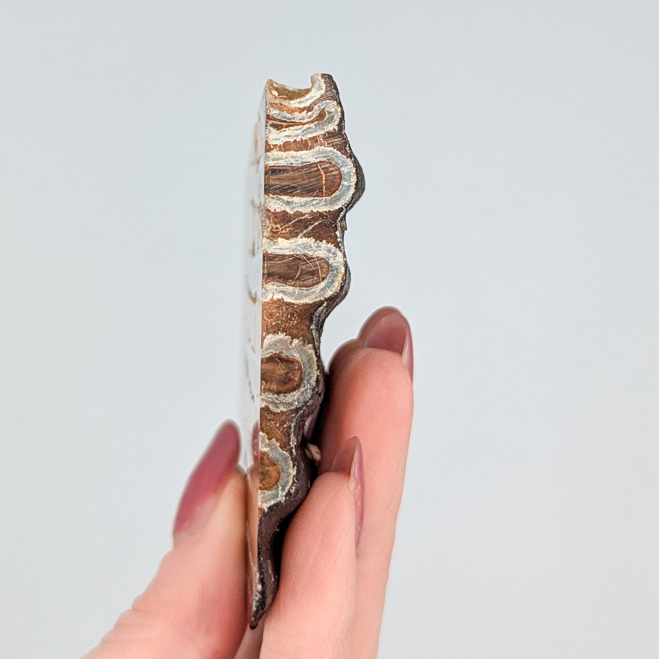 Mammoth Tooth Fossil Slice A
