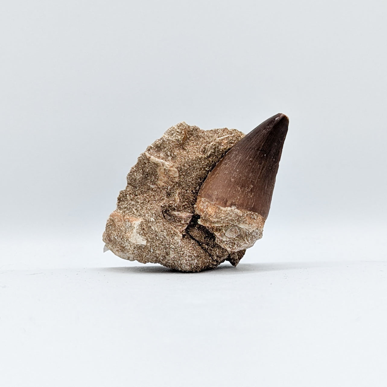 Mosasaur Tooth in Matrix C