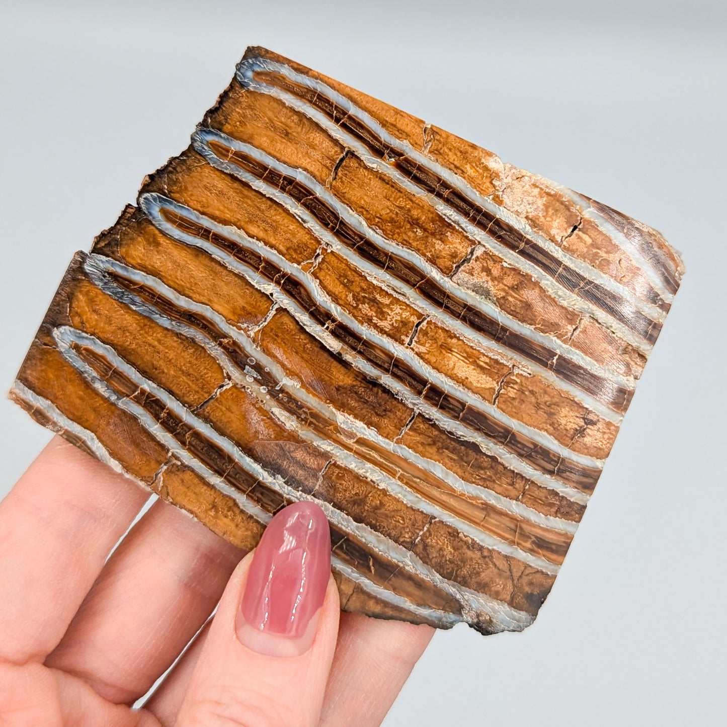 Mammoth Tooth Fossil Slice A