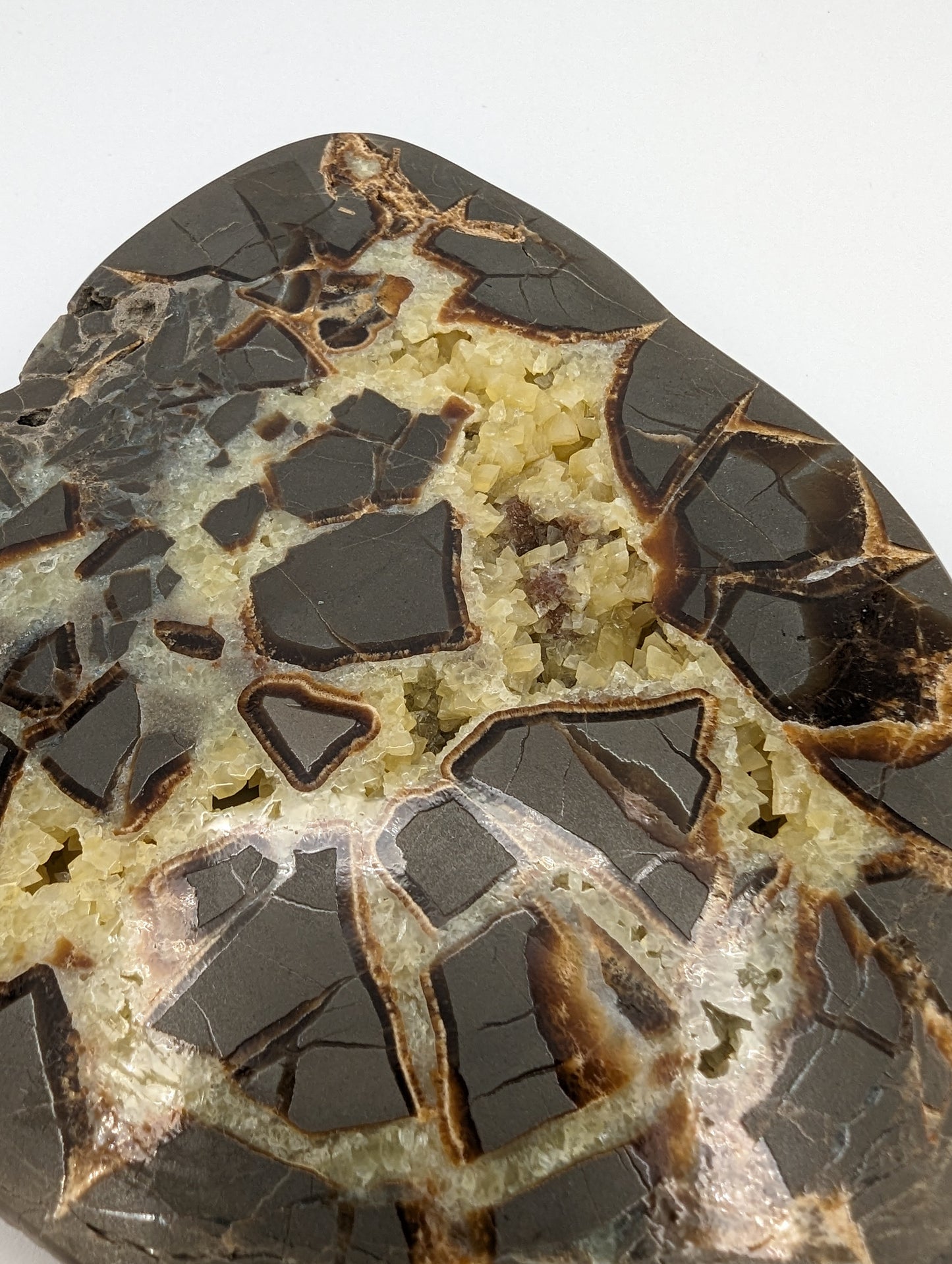 Septarian Slab