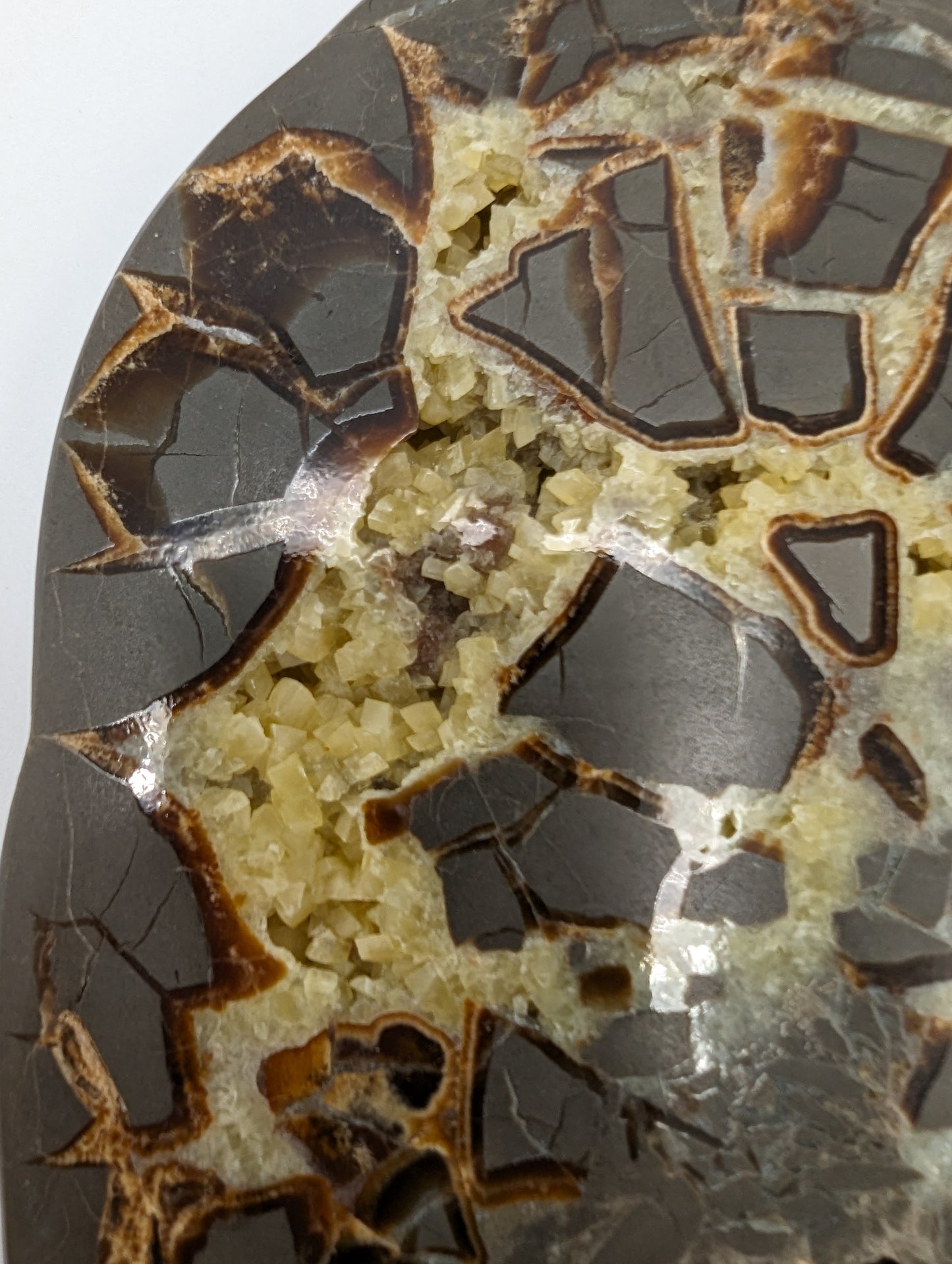 Septarian Slab