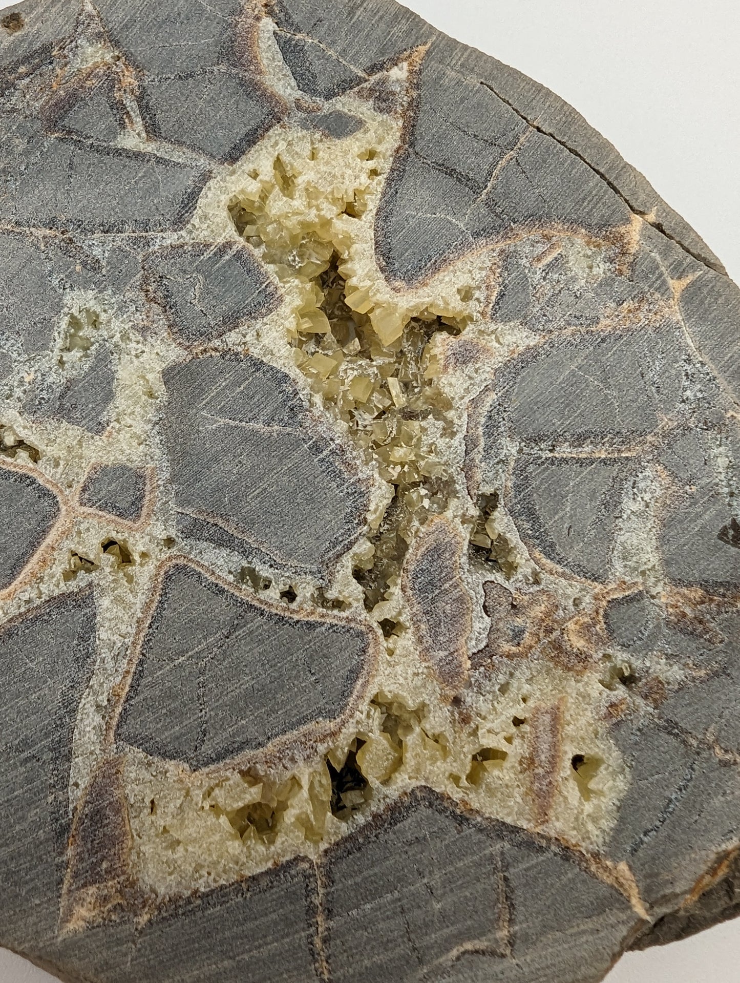 Septarian Slab