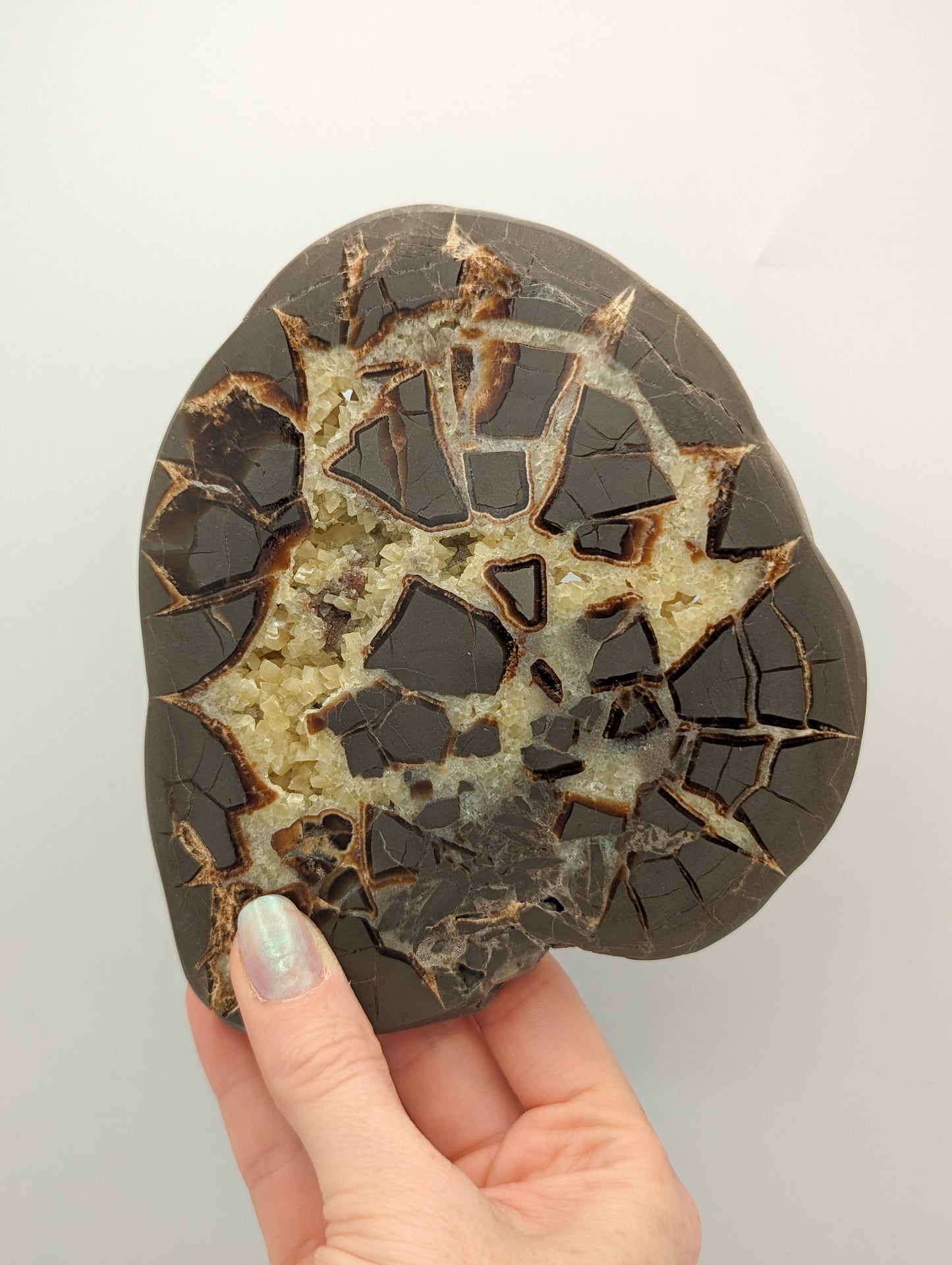 Septarian Slab