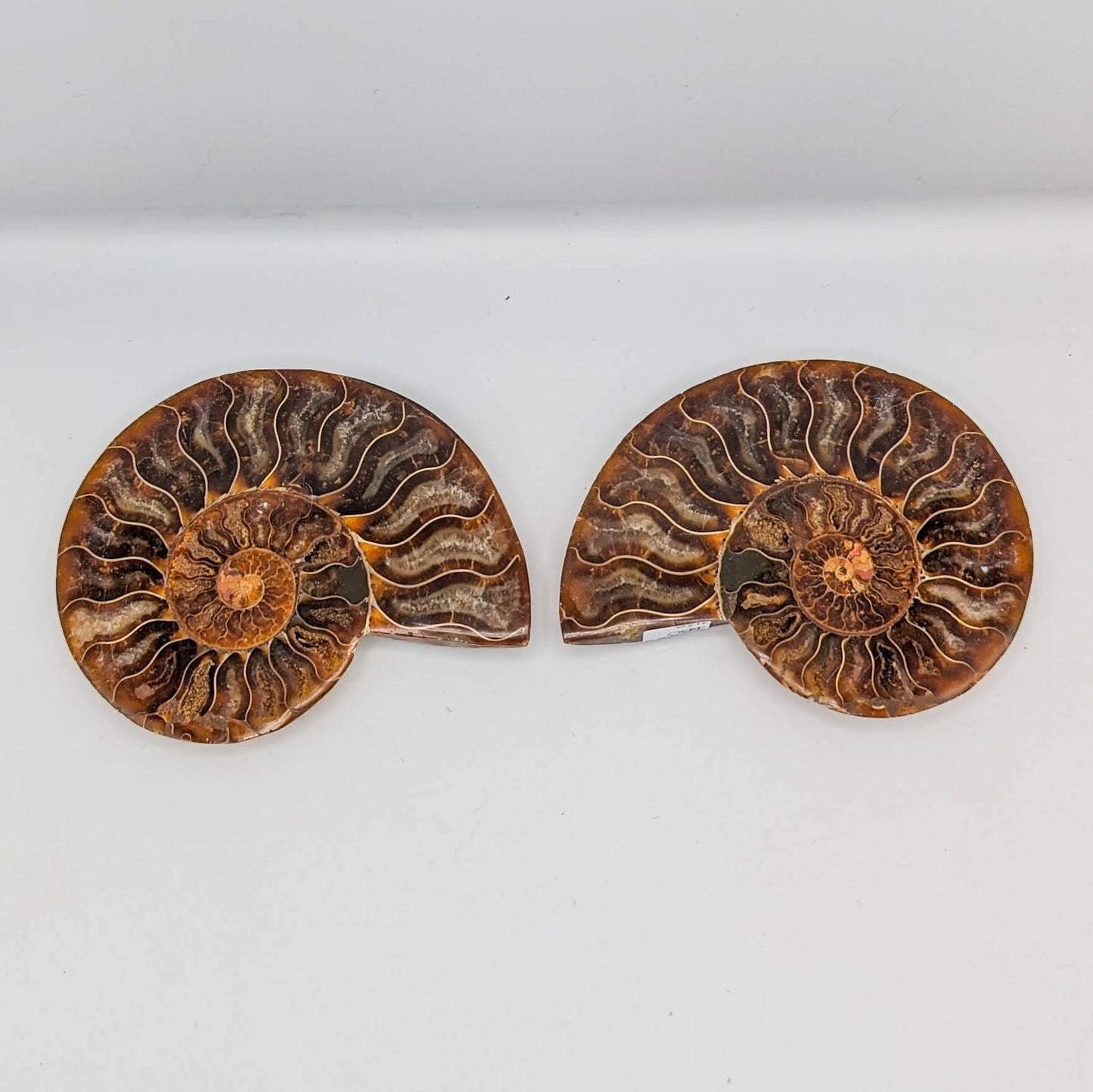 Ammonite Fossil Pair