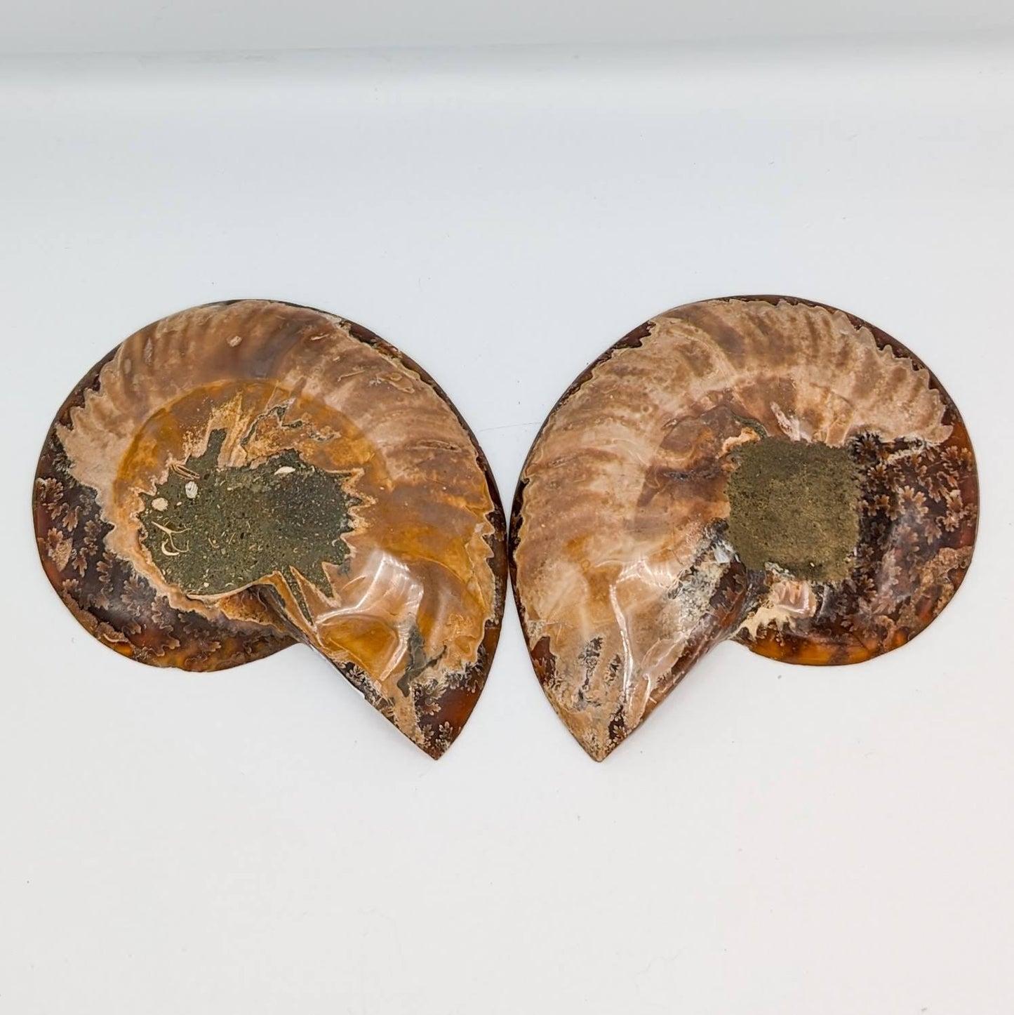 Ammonite Fossil Pair