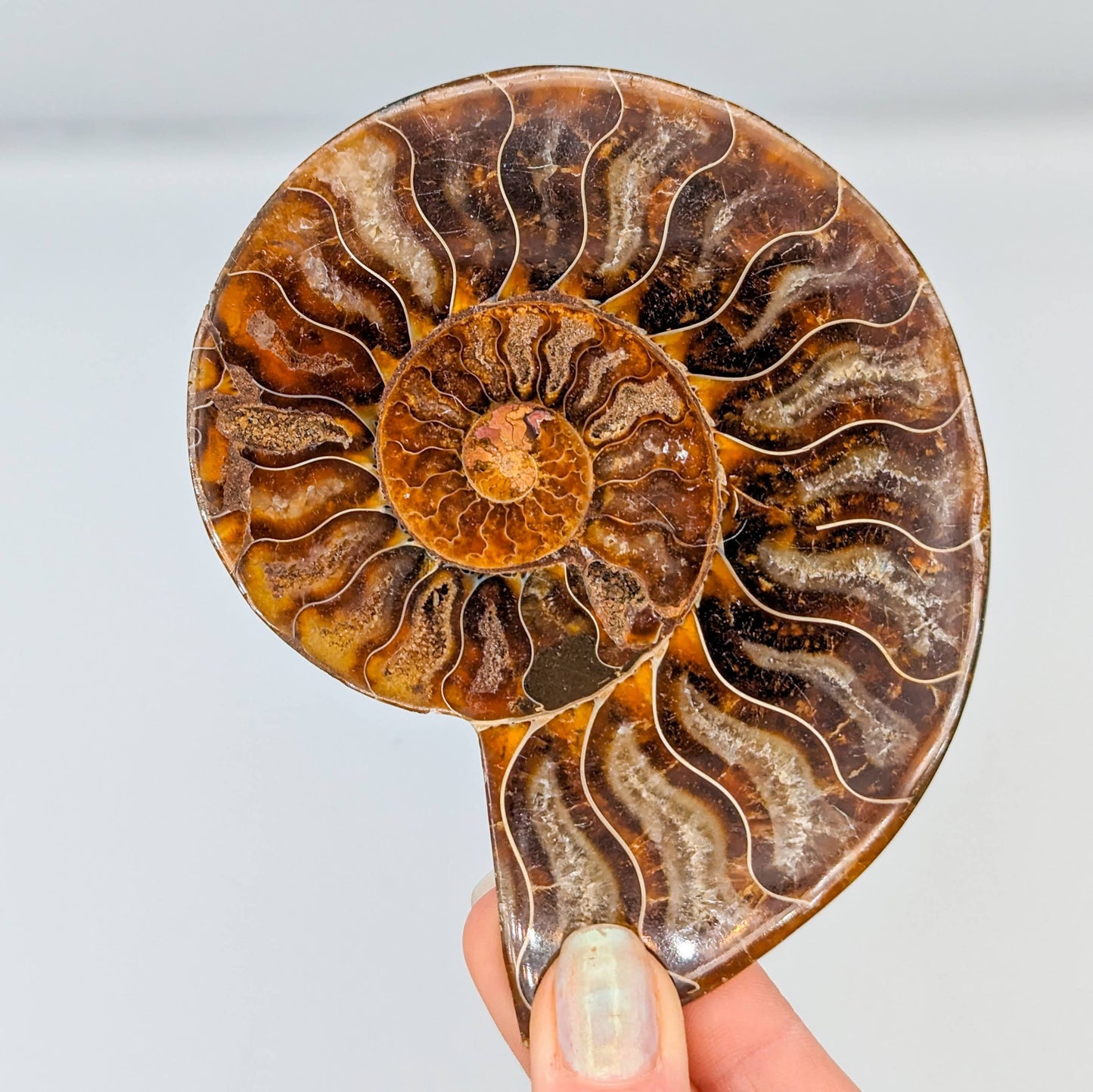 Ammonite Fossil Pair