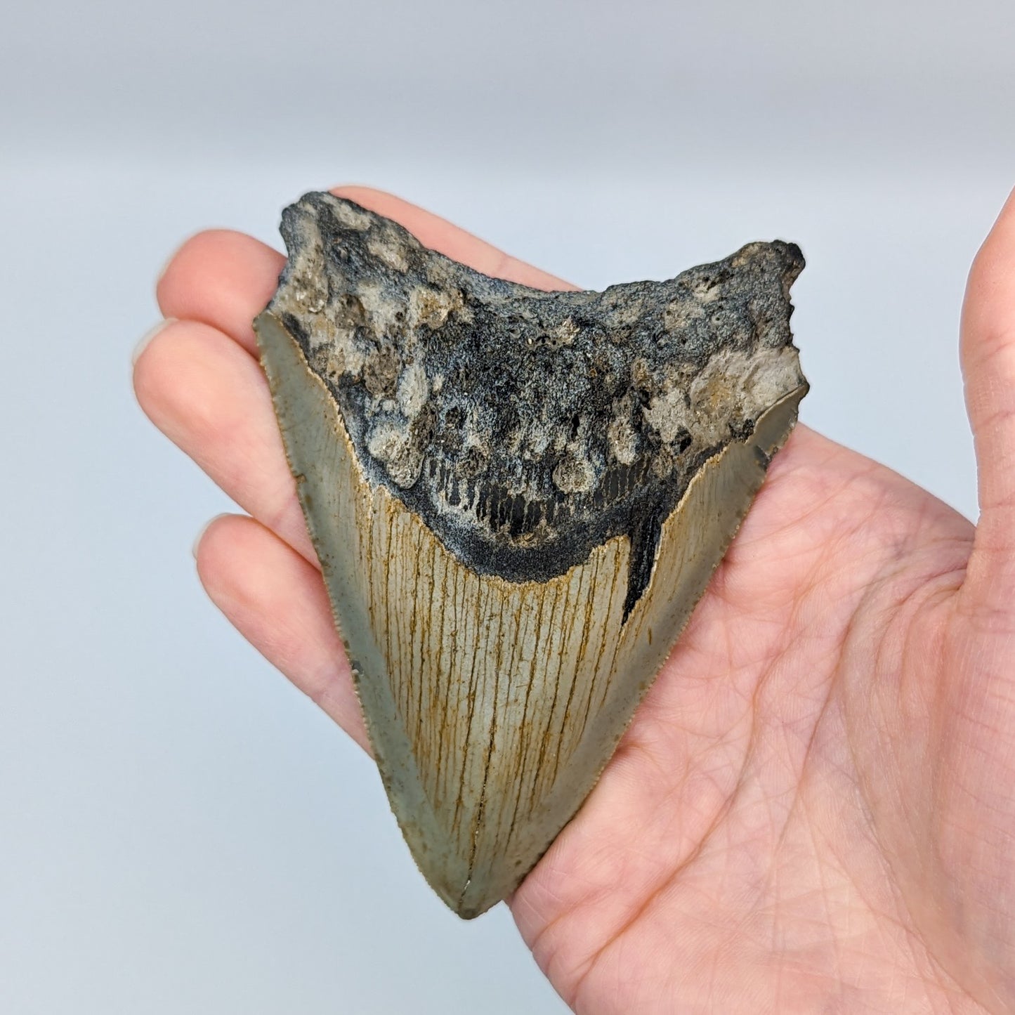 Megalodon Tooth Fossil