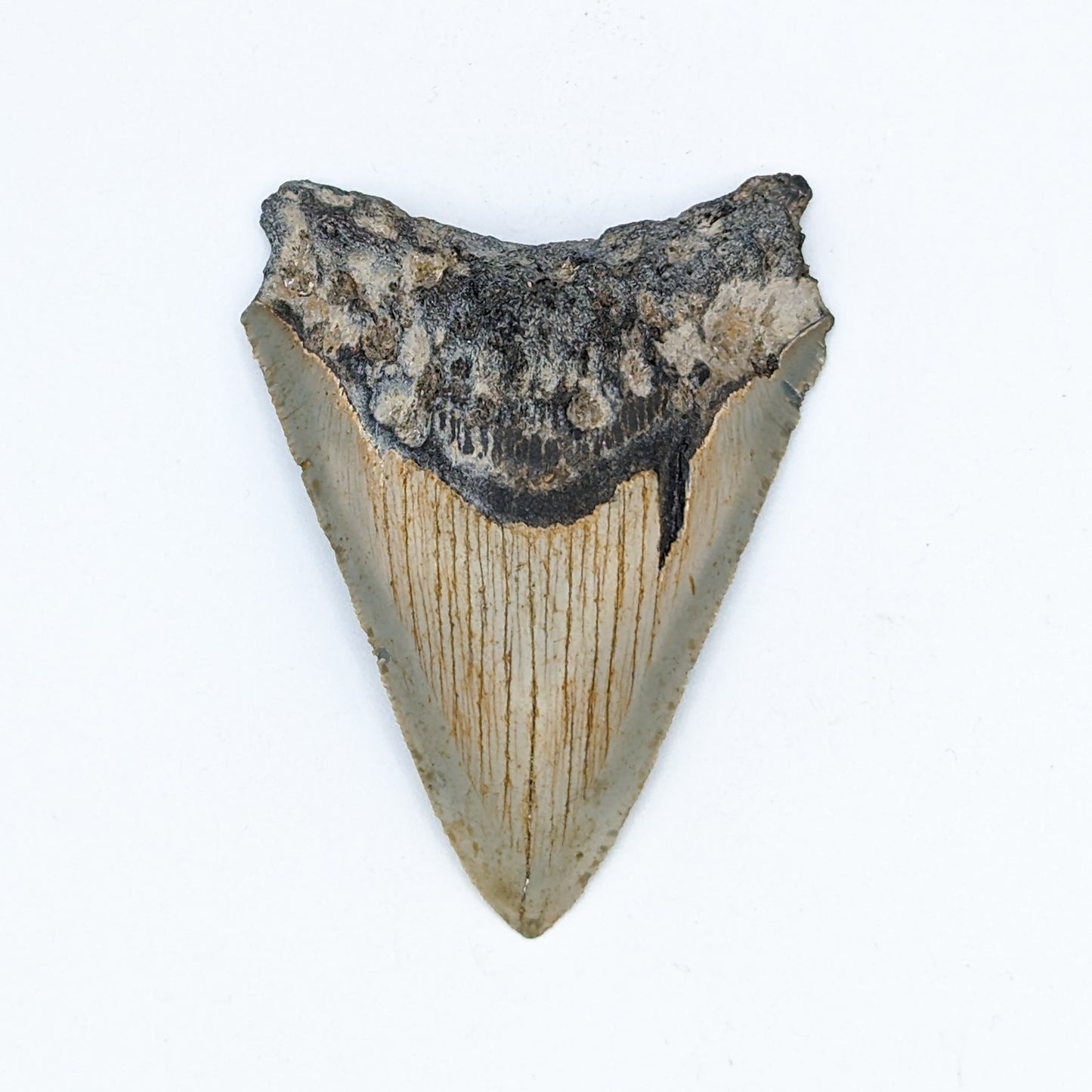 Megalodon Tooth Fossil