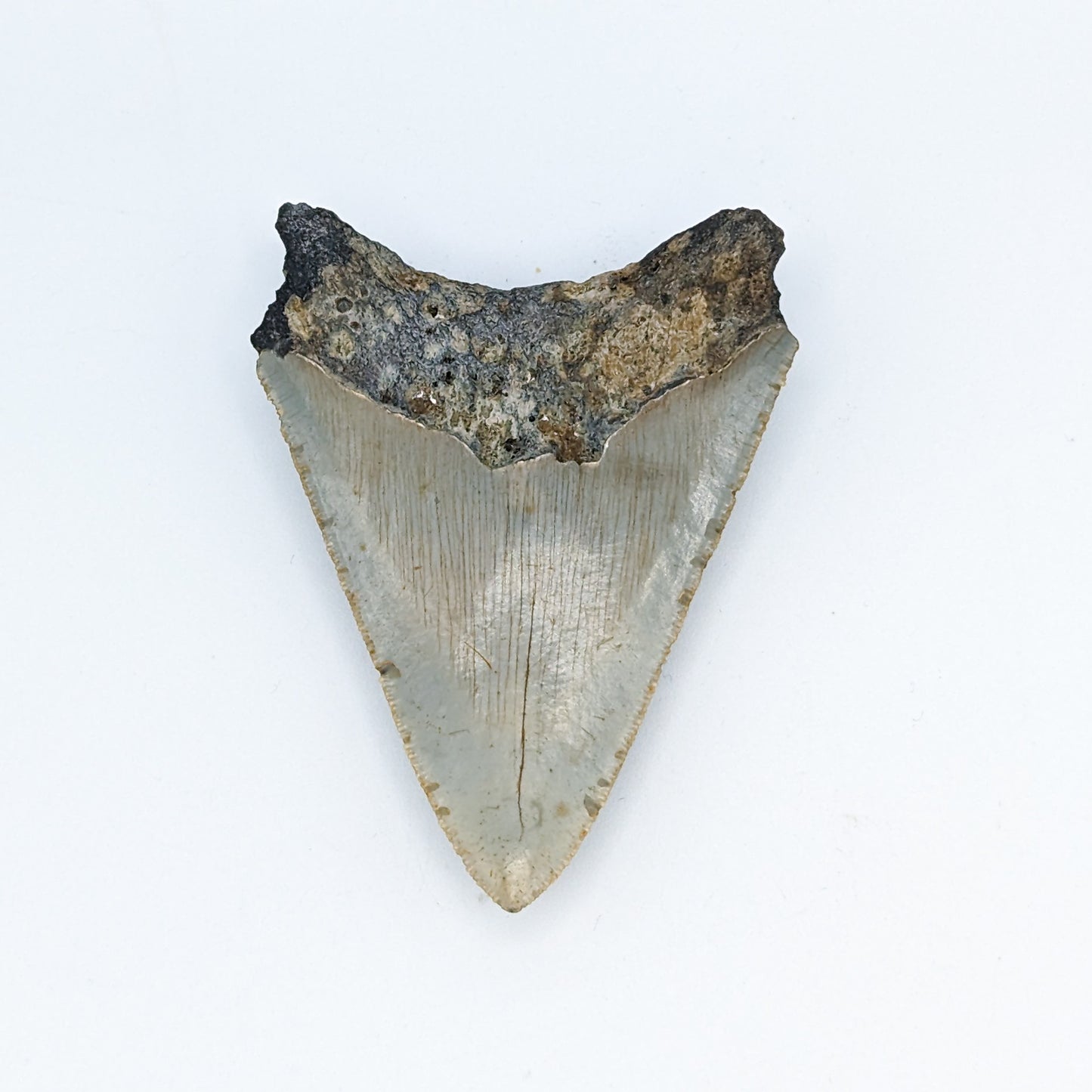 Megalodon Tooth Fossil