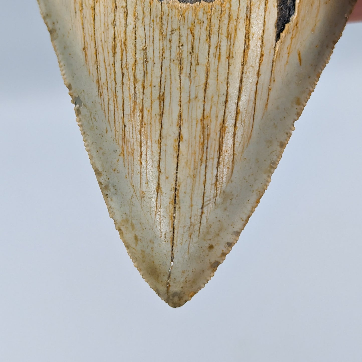 Megalodon Tooth Fossil