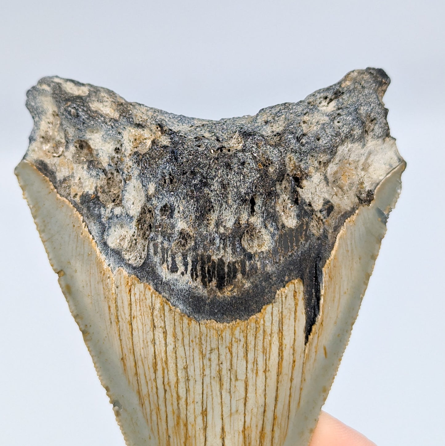 Megalodon Tooth Fossil